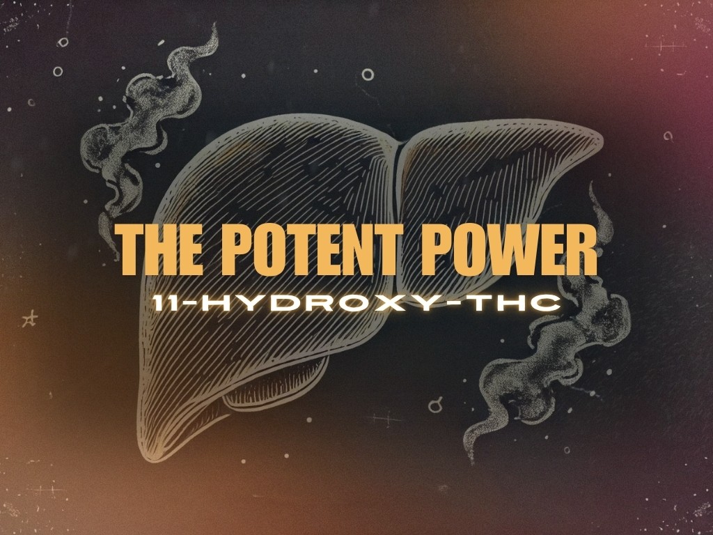 A hand drawn liver with title text: The Potent Power, Sub title: 11-Hydroxy-THC