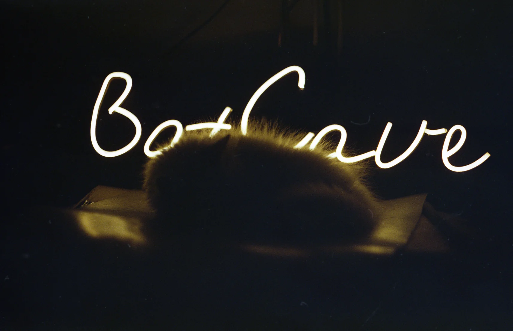 Cat Beneath the BatCave Sign