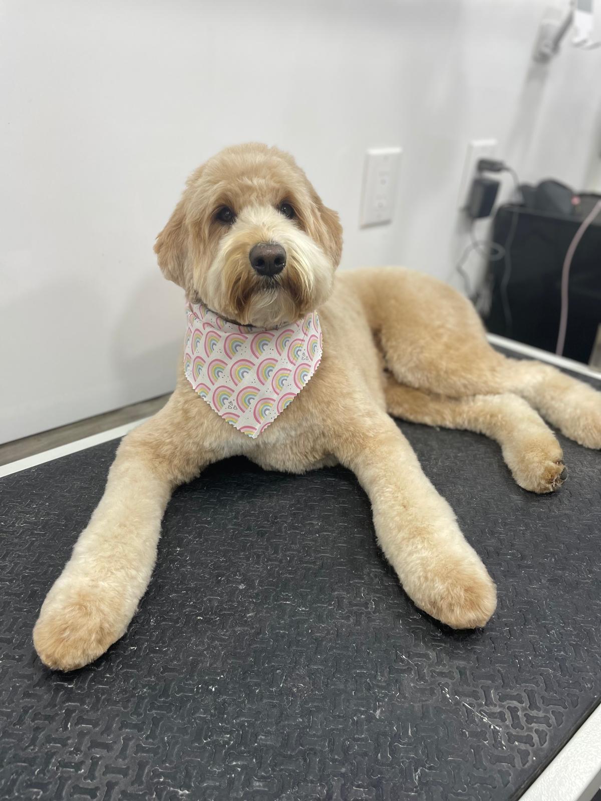 Dog post grooming with bandana