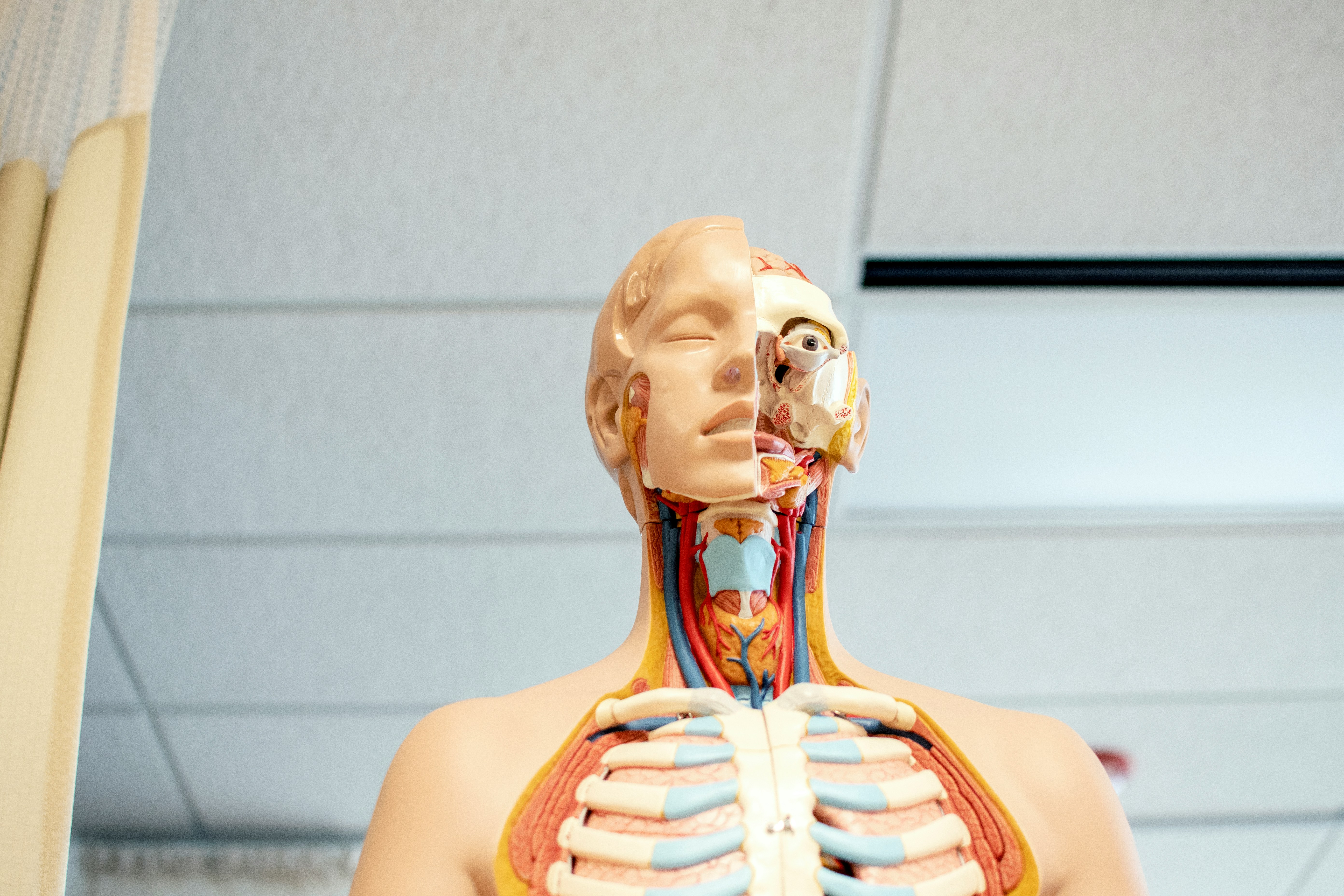 a human model for med students - how to study for biology
