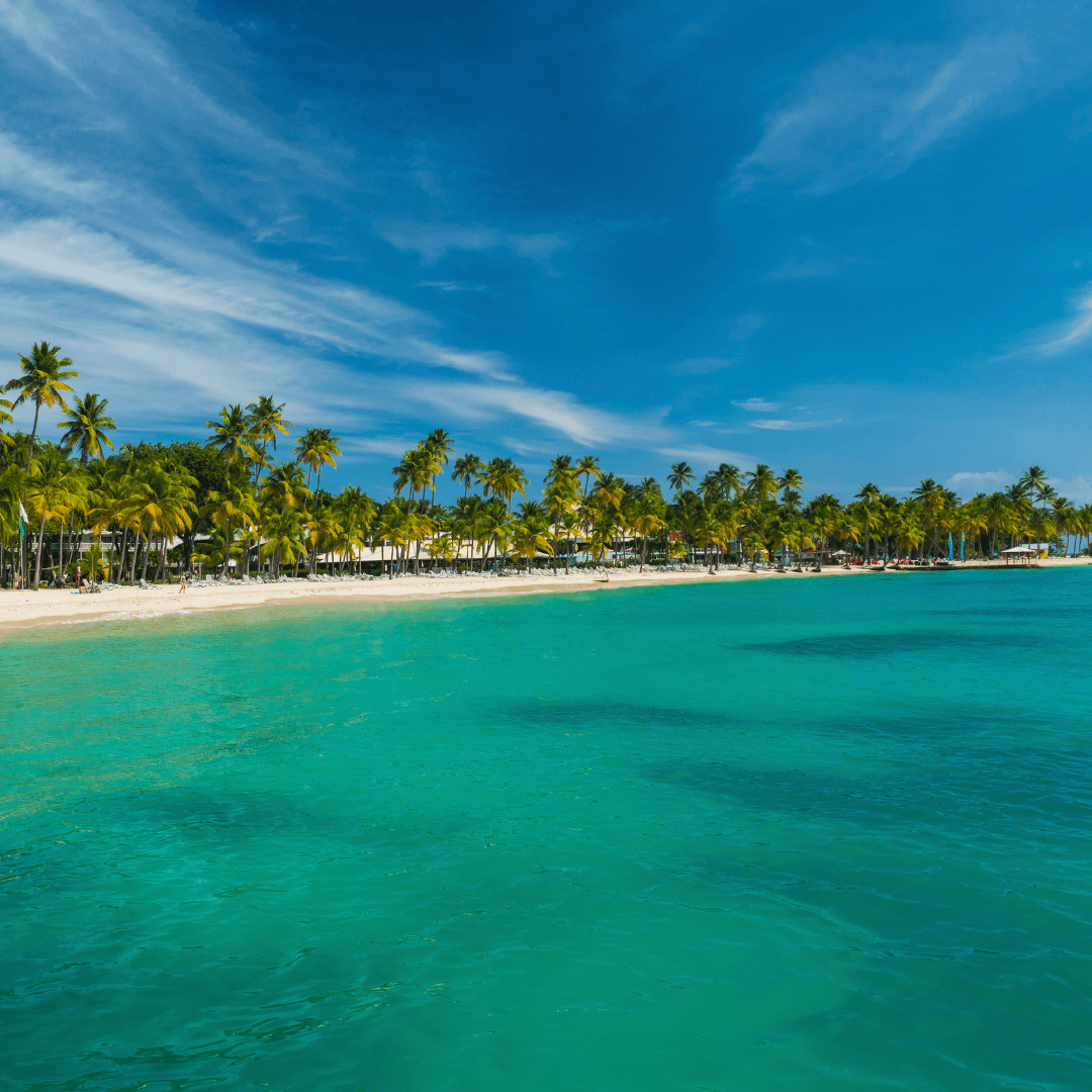 Plage bordée de palmiers et mer turquoise en Guadeloupe, cadre naturel vibrant pour une retraite de régénération mentale