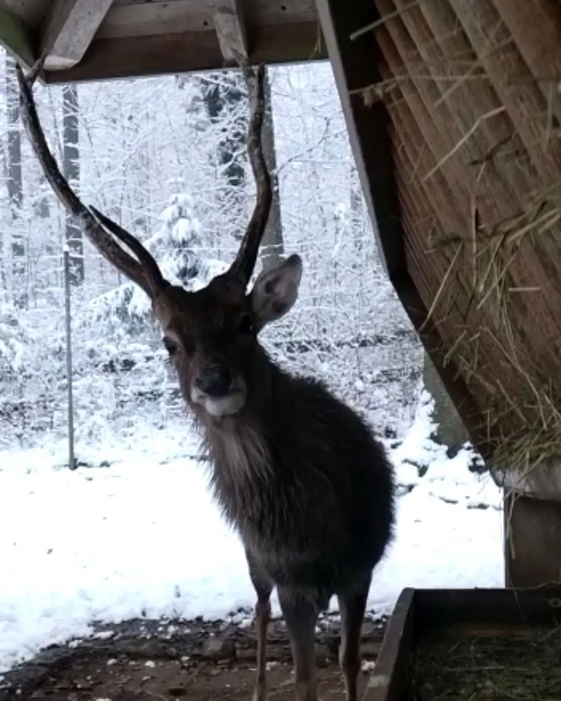 Sikahirsch im Tierpark Biel