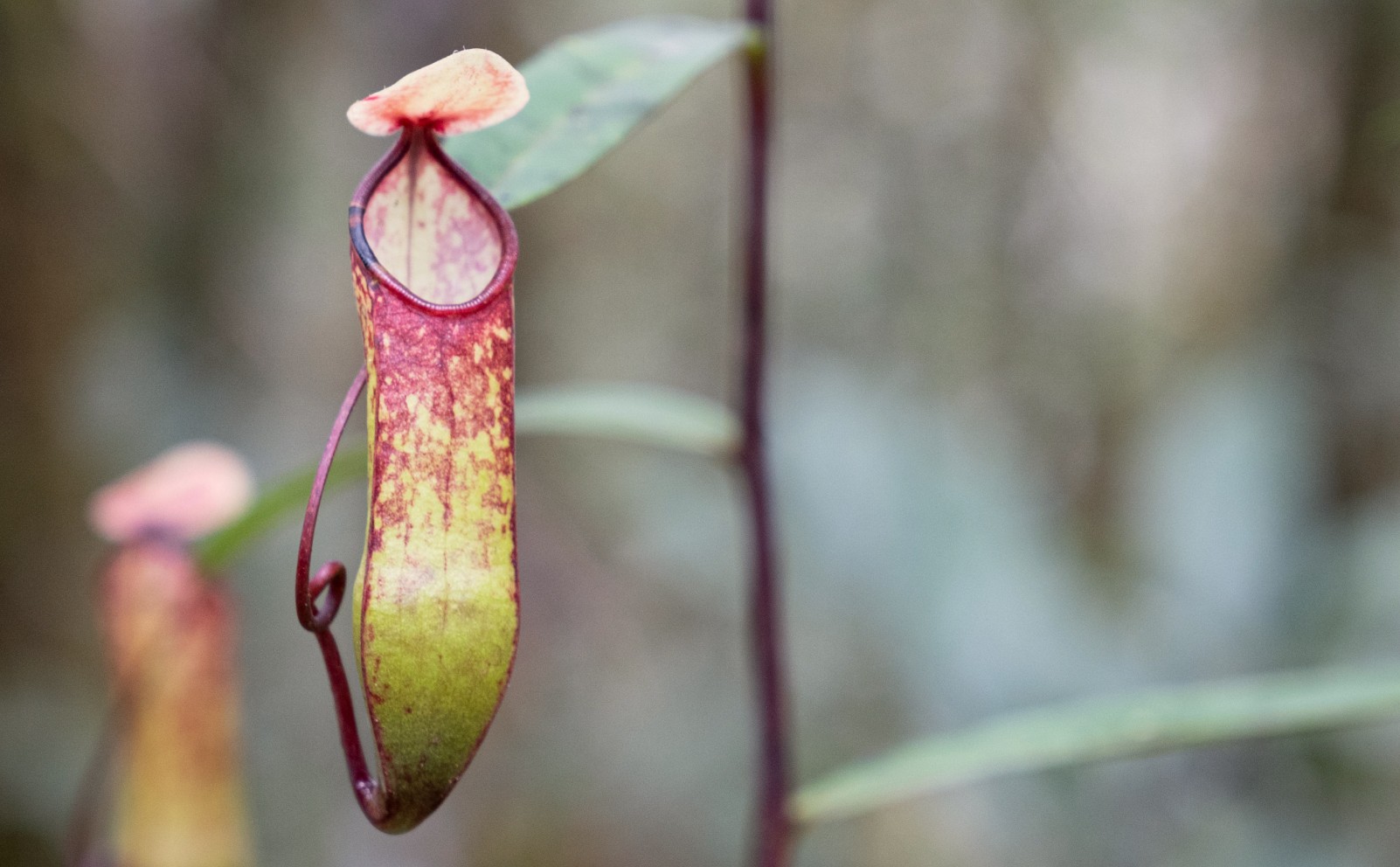 Pitcher plant in nature