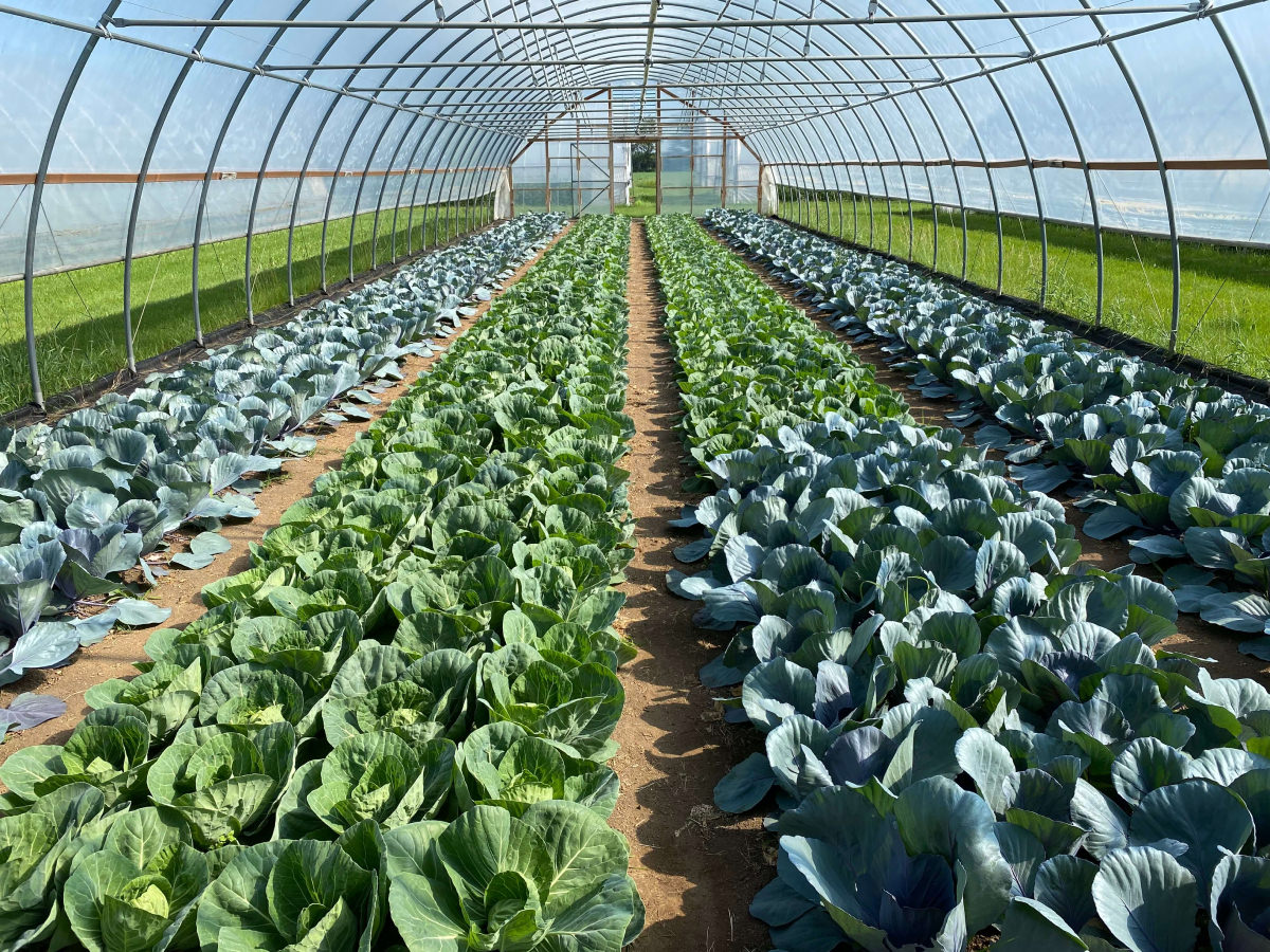 Vegetables in greenhouse