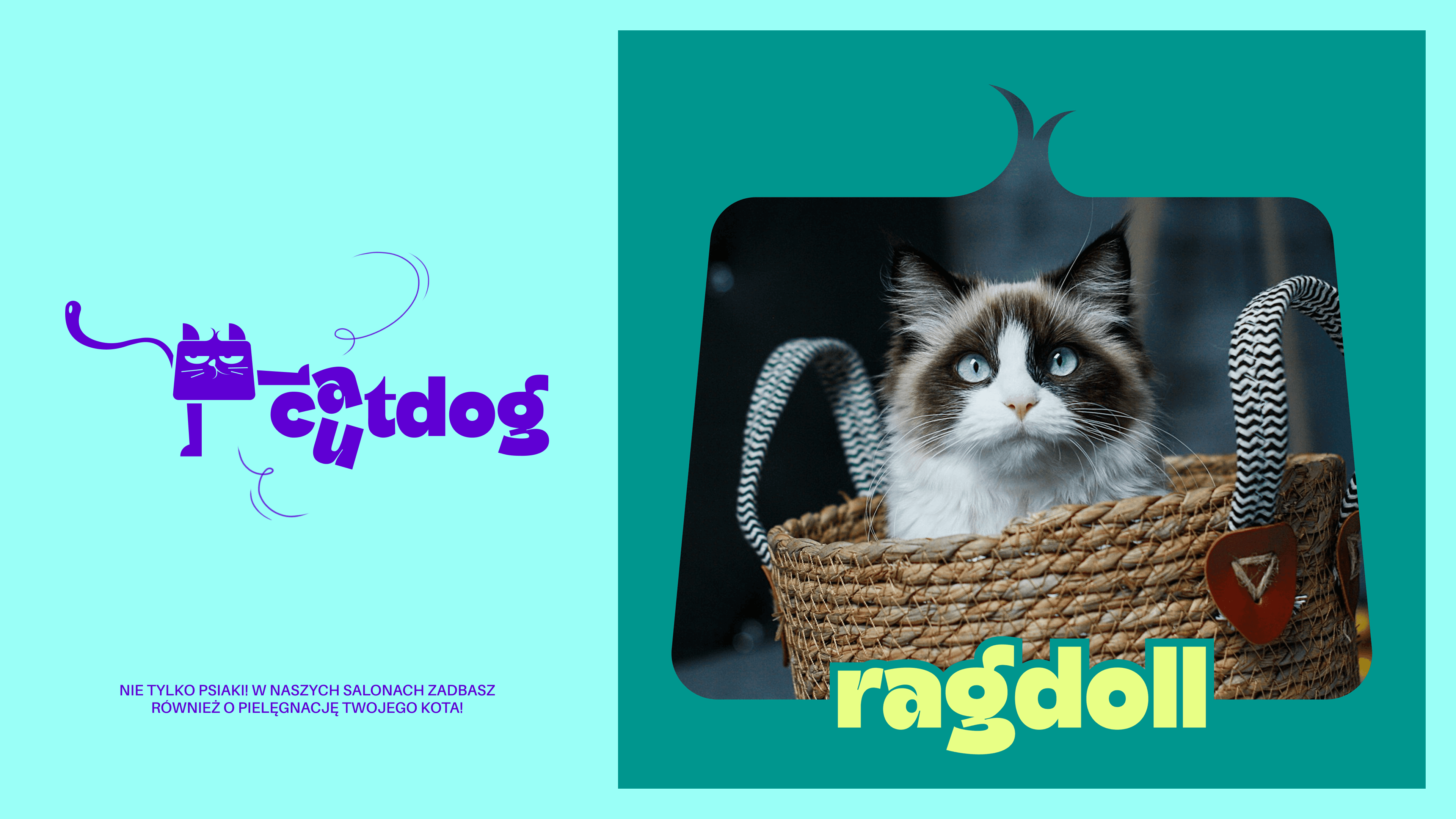 Cat photo and illustration