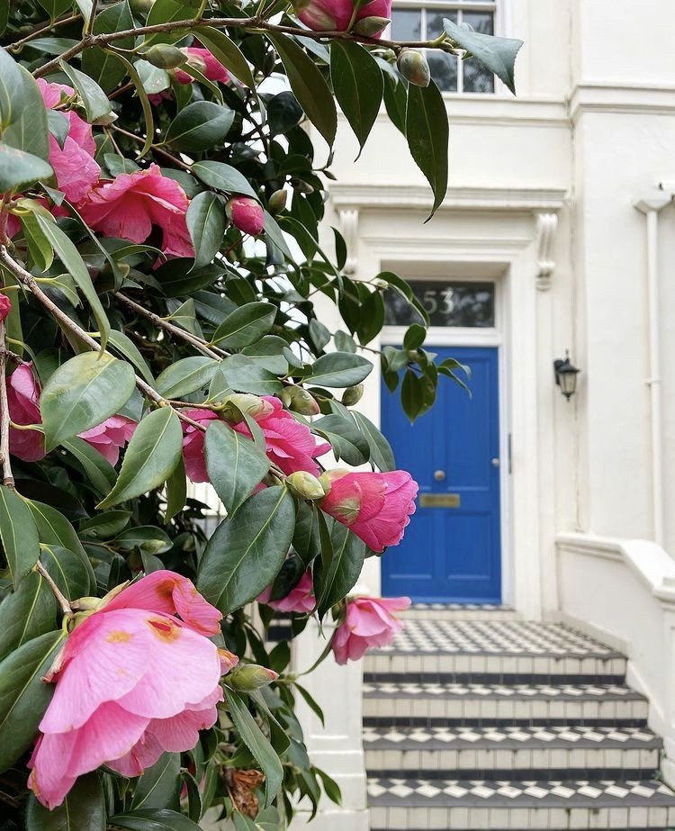 Close-up of joshua tree branches against a clear sky.