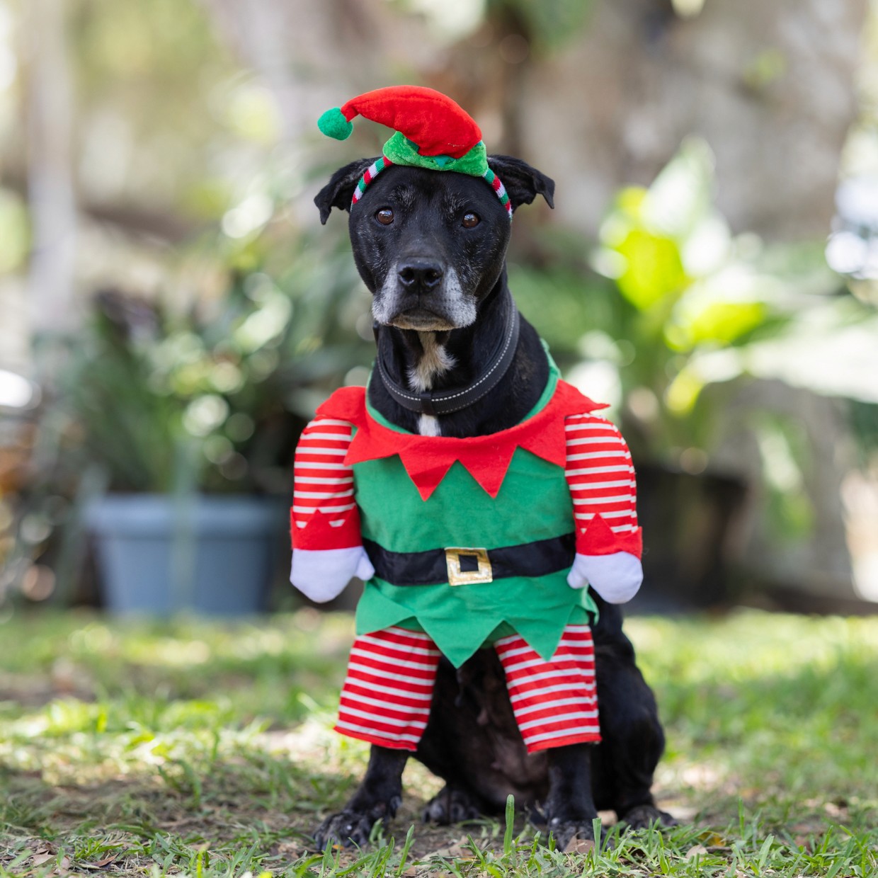 Tabby kitten licking paw surrounded by Valentine's props