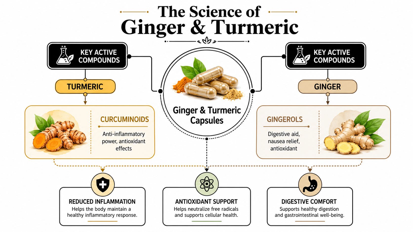 An infographic titled The Science of Ginger & Turmeric illustrating the health benefits of both natural ingredients.