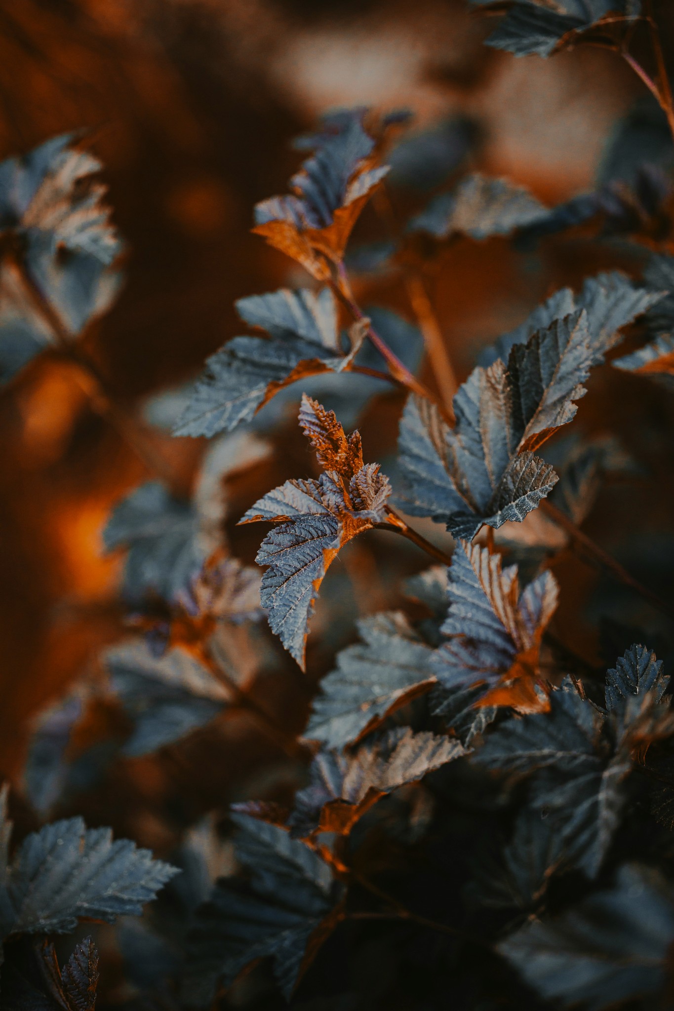 Dark flowers with orange glow