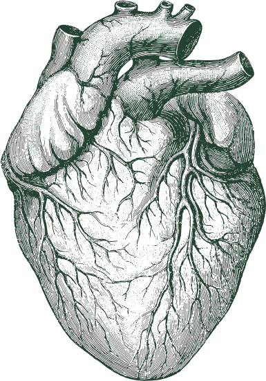 illustration of heart