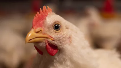 Poulet de Chair