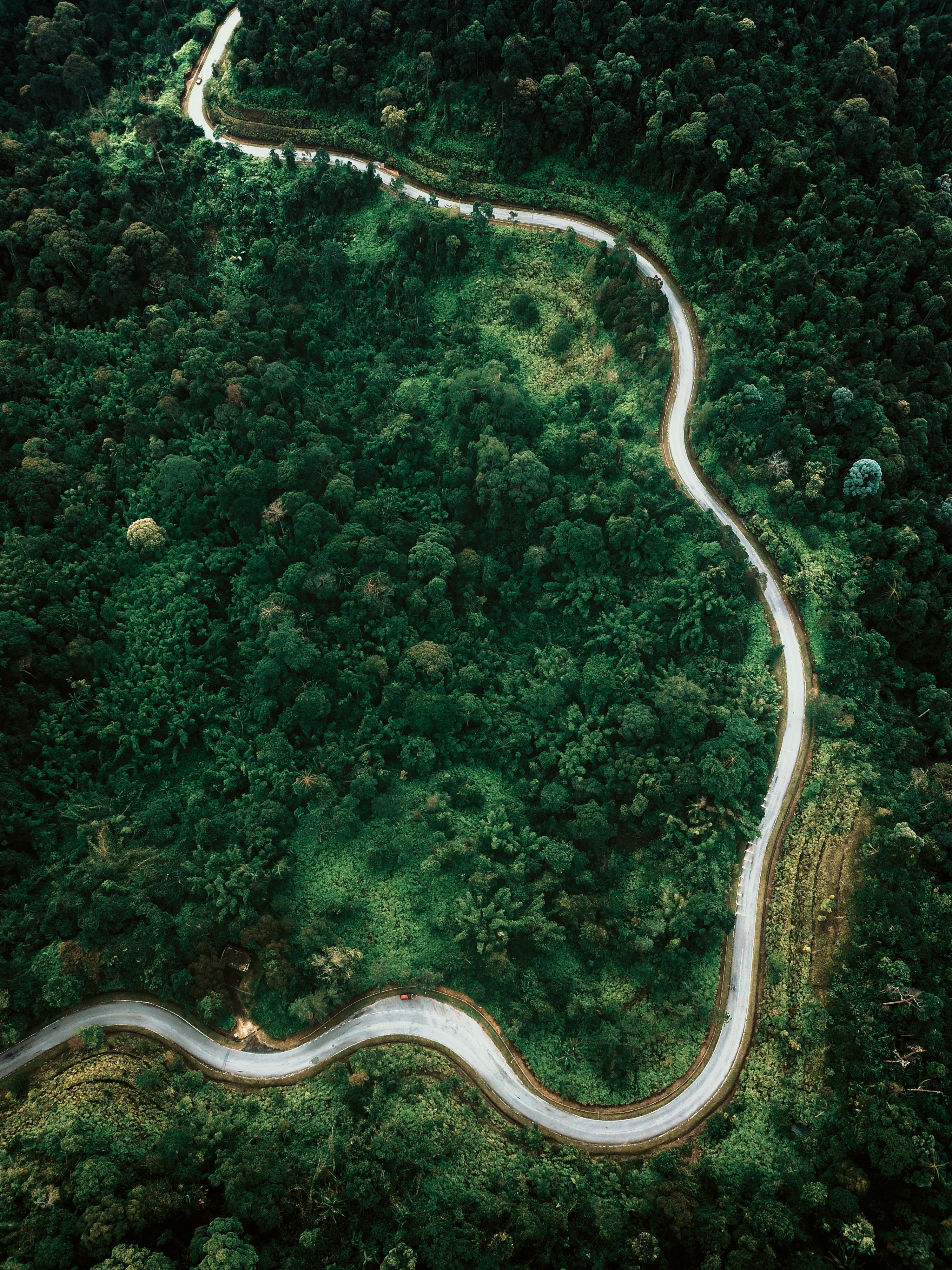 Aerial view of a winding road through dense green forest.