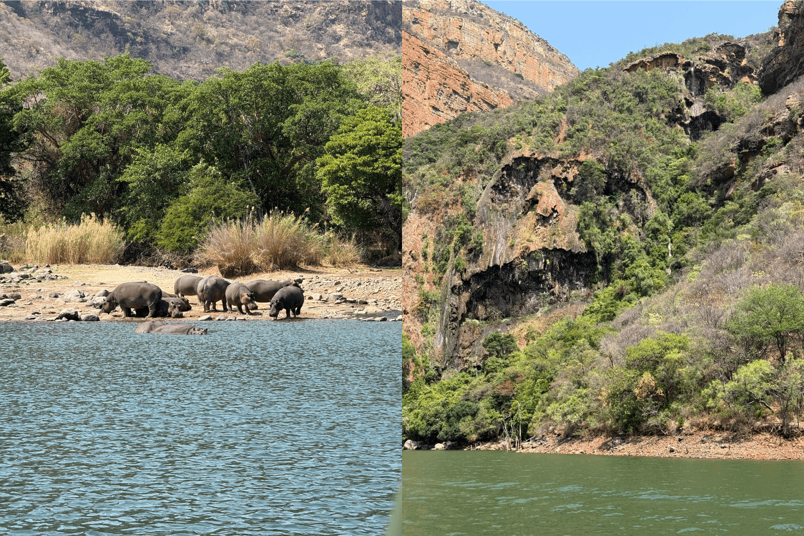 Groupe d’hippopotames au bord de l’eau avec en arrière‑plan une falaise rocheuse et une végétation dense.
