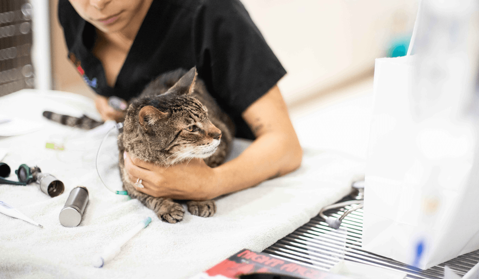 A veterinarian examining a cat