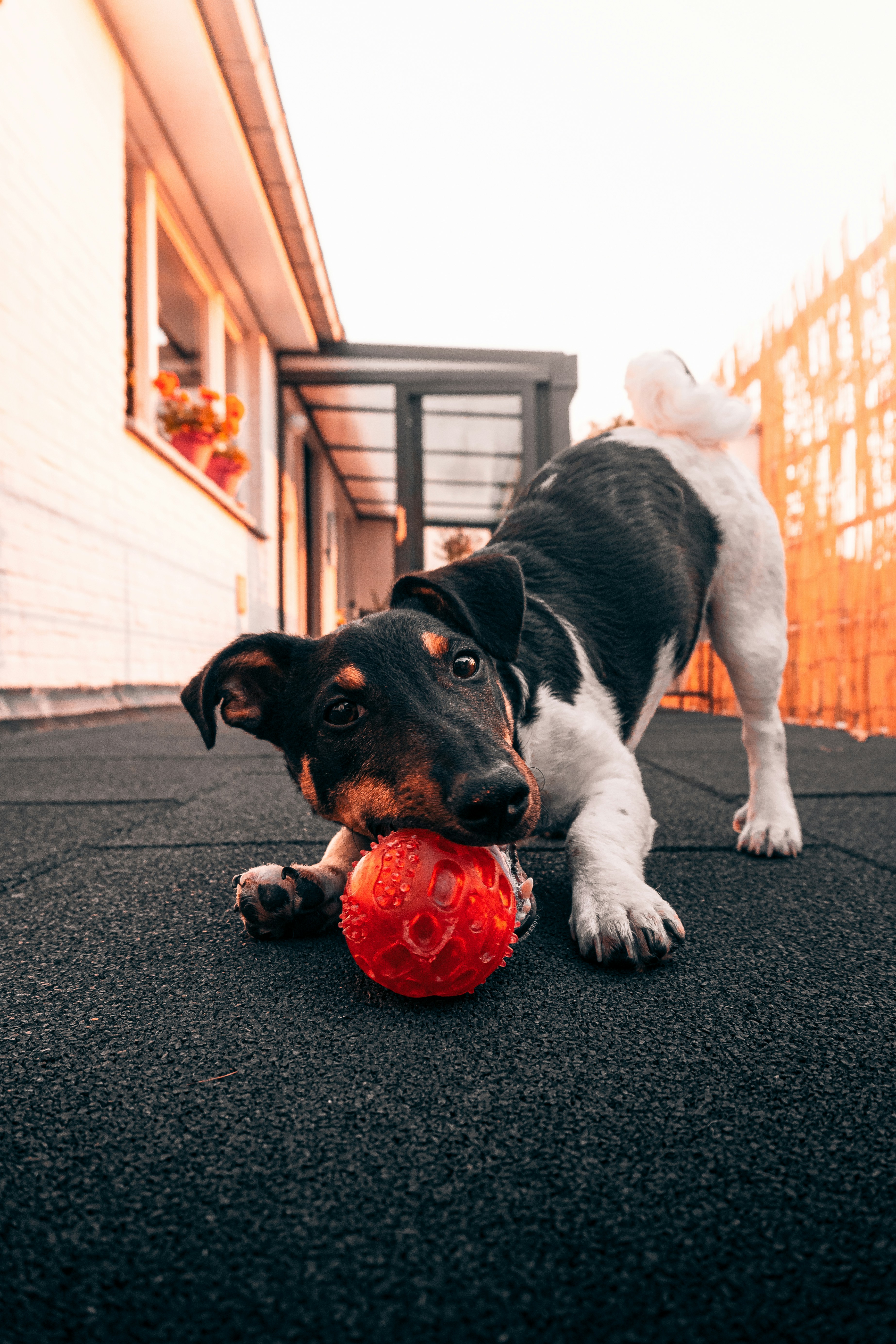 A puppy playing with a rope toy
