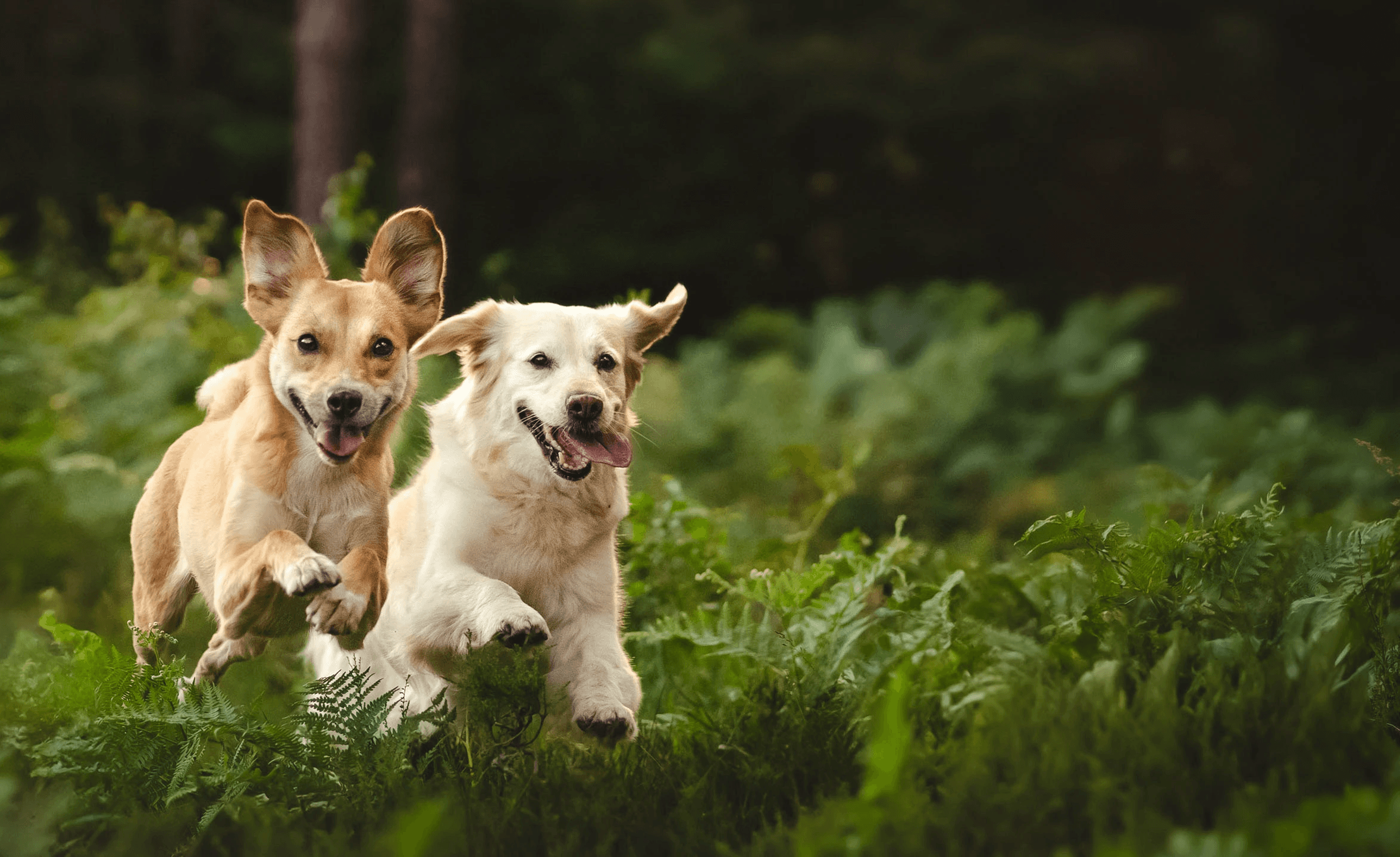 Hundegruppe mit Xenia im Wald