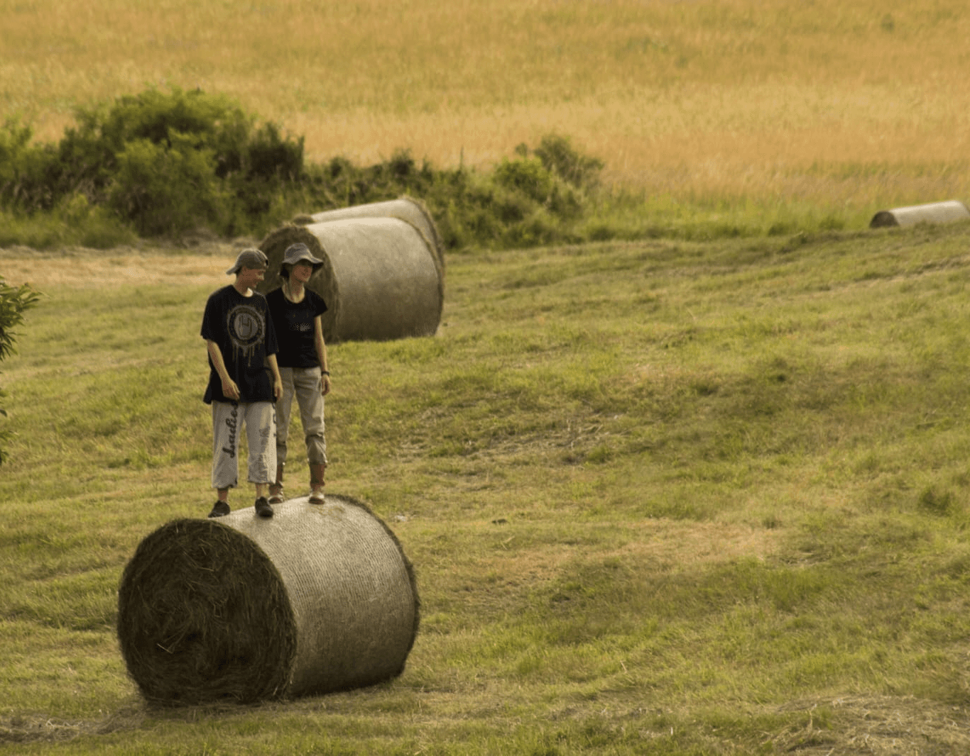 Close-up of a tree stump showing growth rings and a textured brown wood surface.