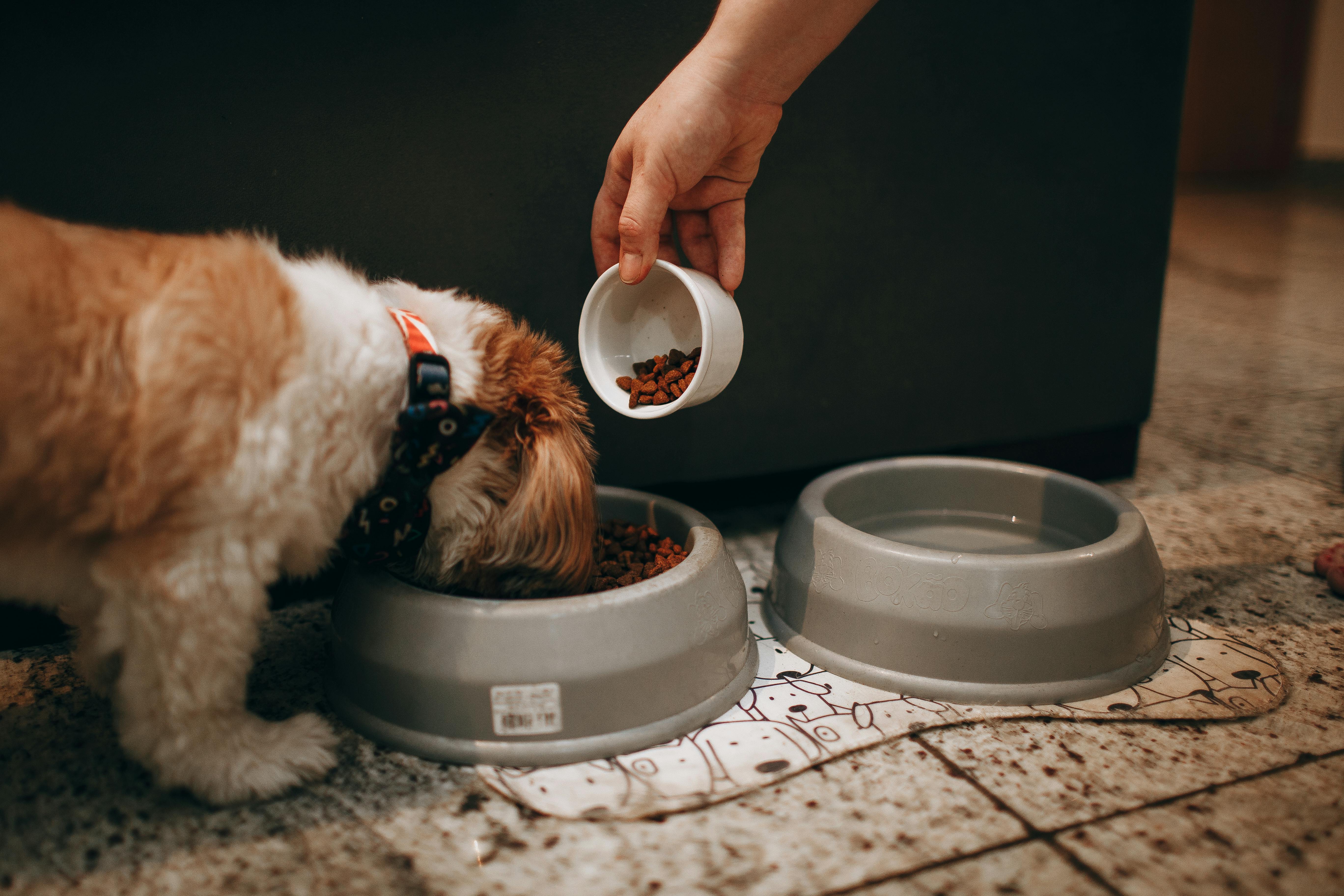 Shih Tzu diet and nutrition