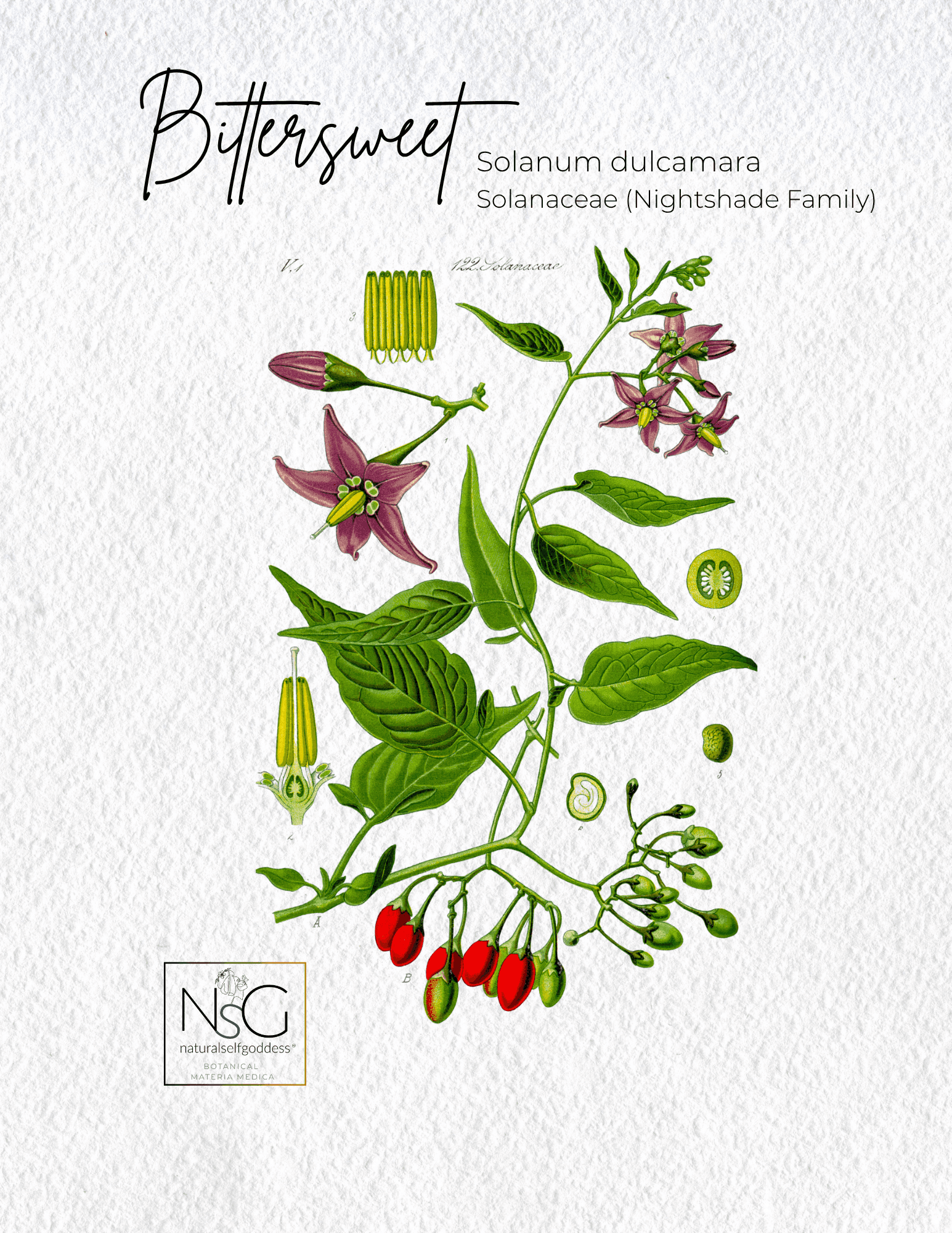 Alfalfa Materia Medica NaturalSelfGoddes