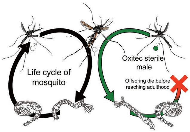 All progeny of matings between RIDL males and wild females die. Image source: Oxitec.