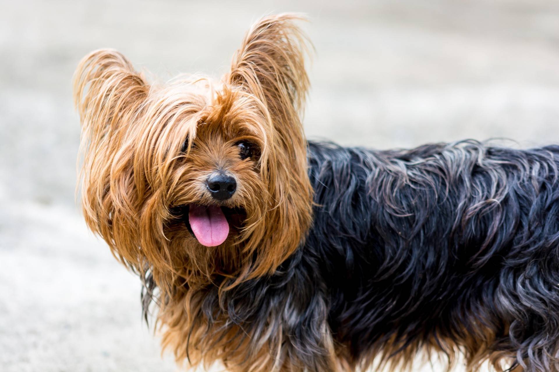 Yorkshire Terrier: The Feisty and Bossy Terrier