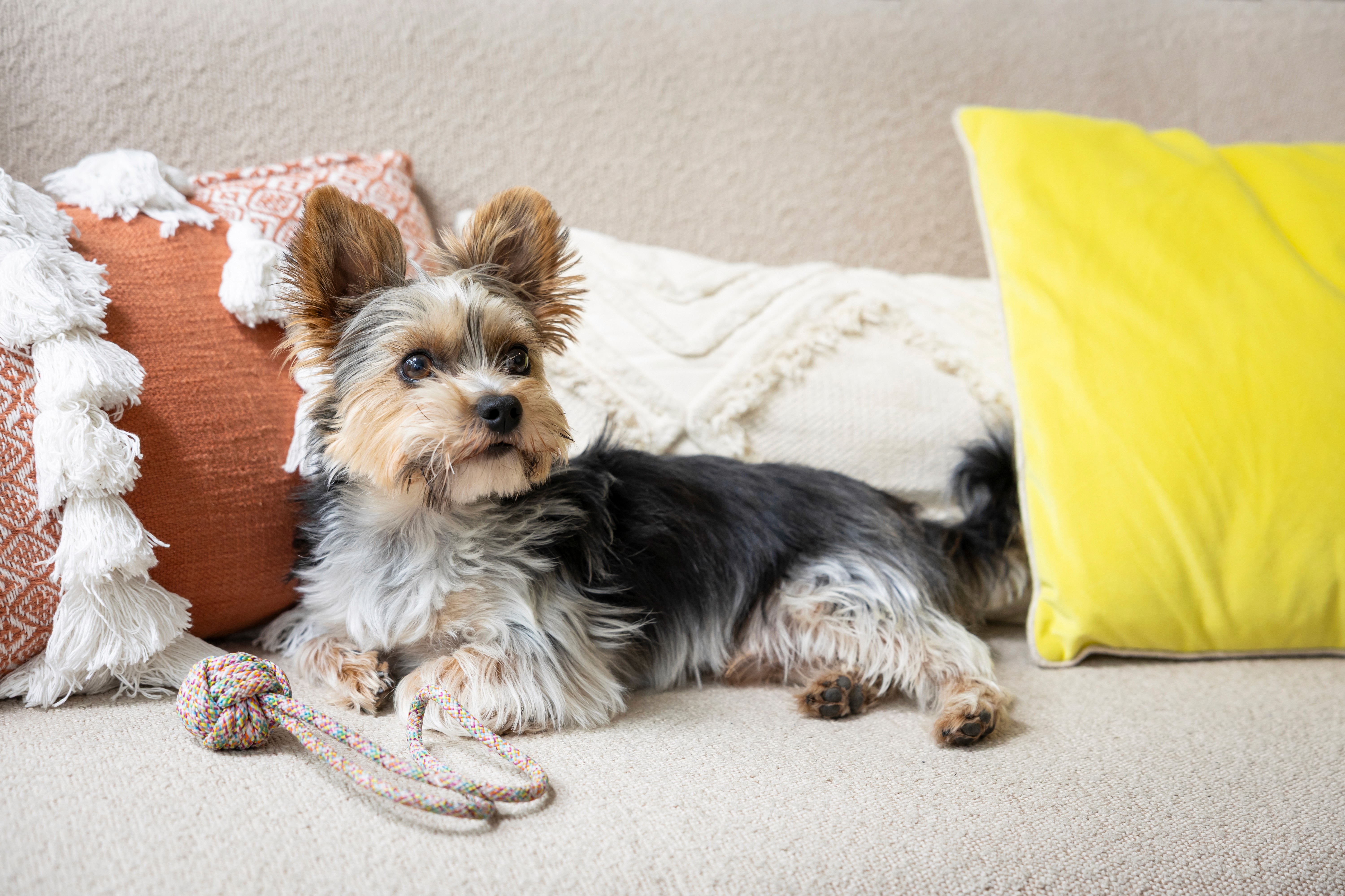 Image of Jack, Kelly's little dog