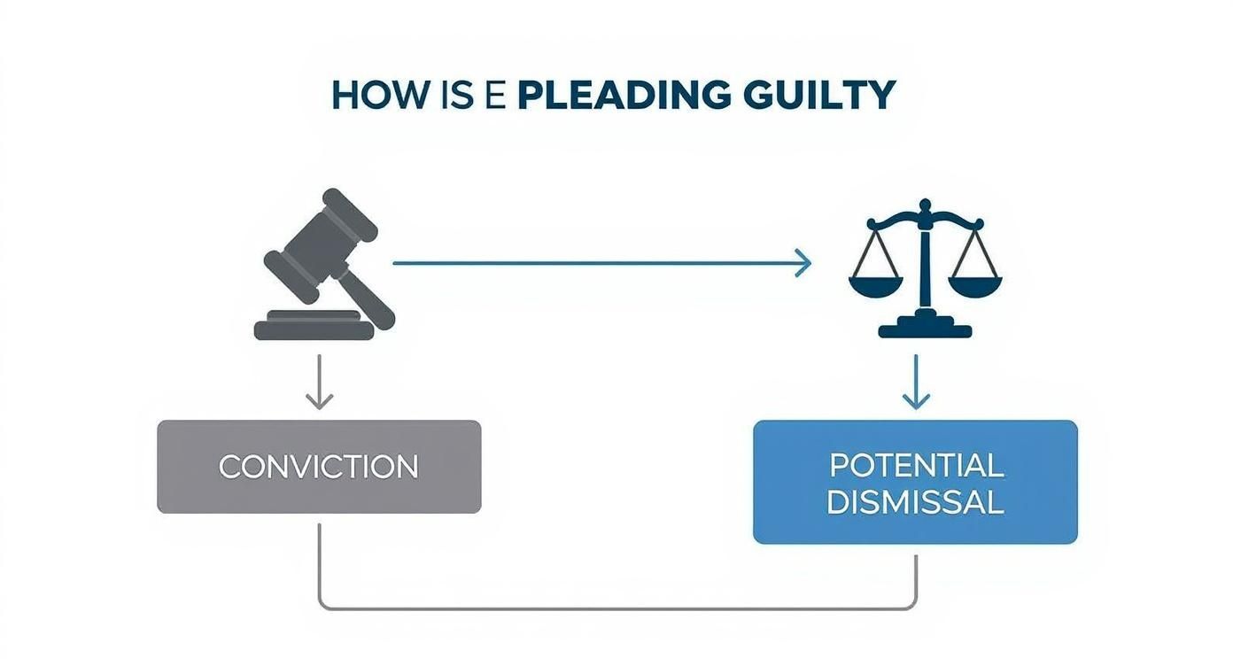 Infographic about what happens if you plead guilty