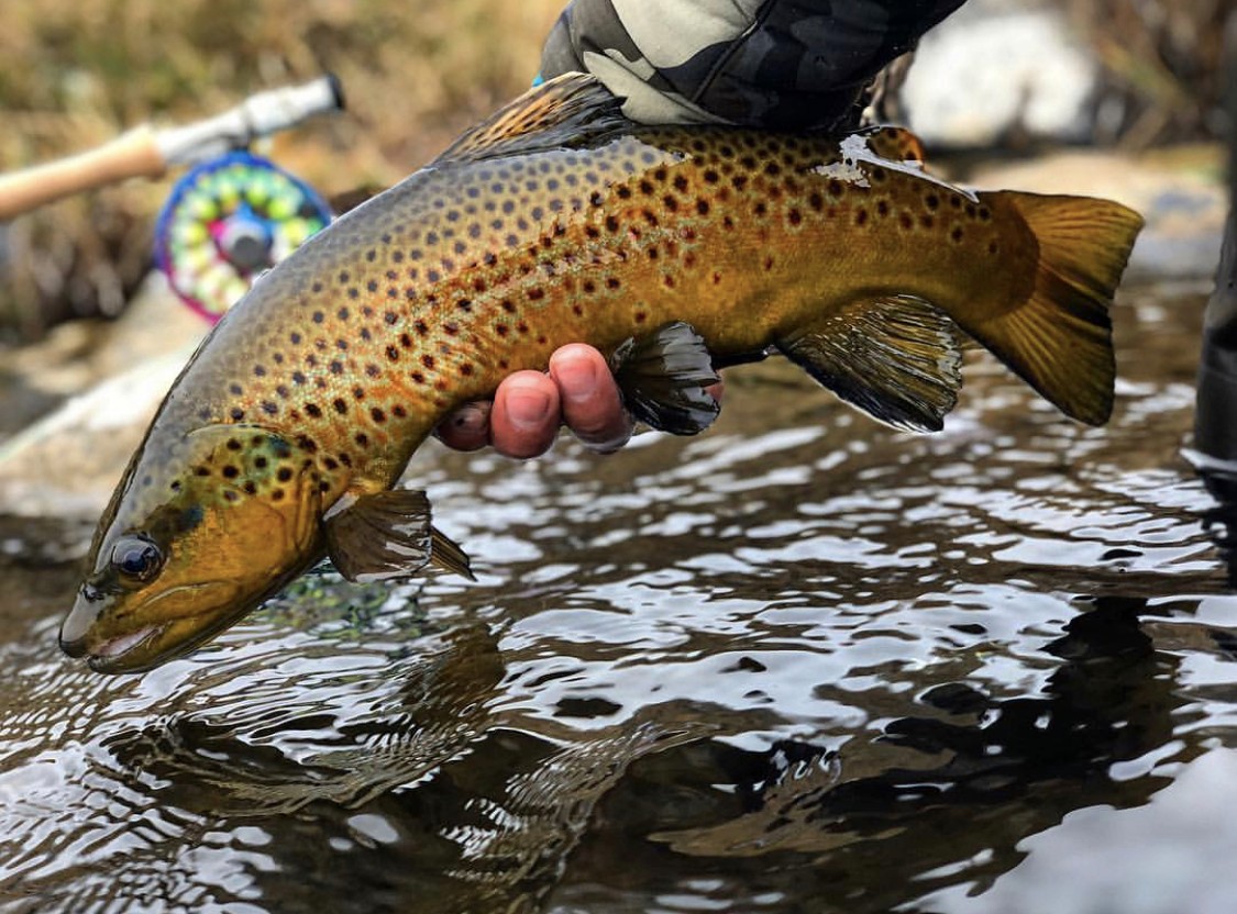 huge brown trout caught fly fishing