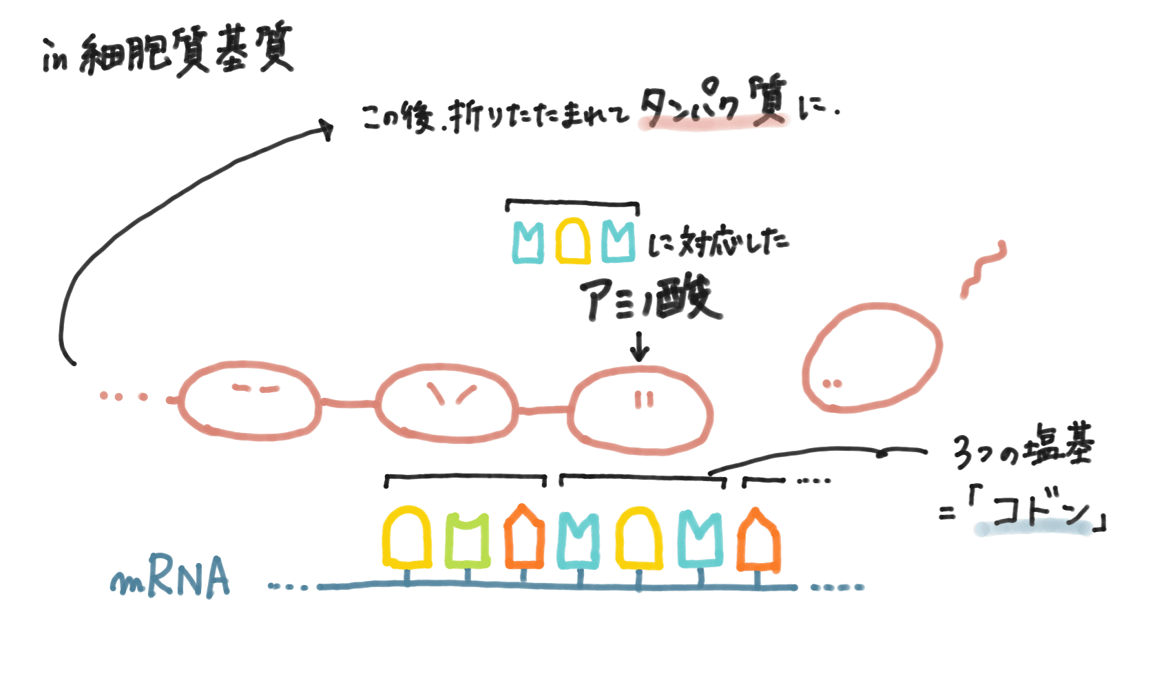 DNAから転写されたmRNAが翻訳され、ポリペプチド鎖が合成される様子