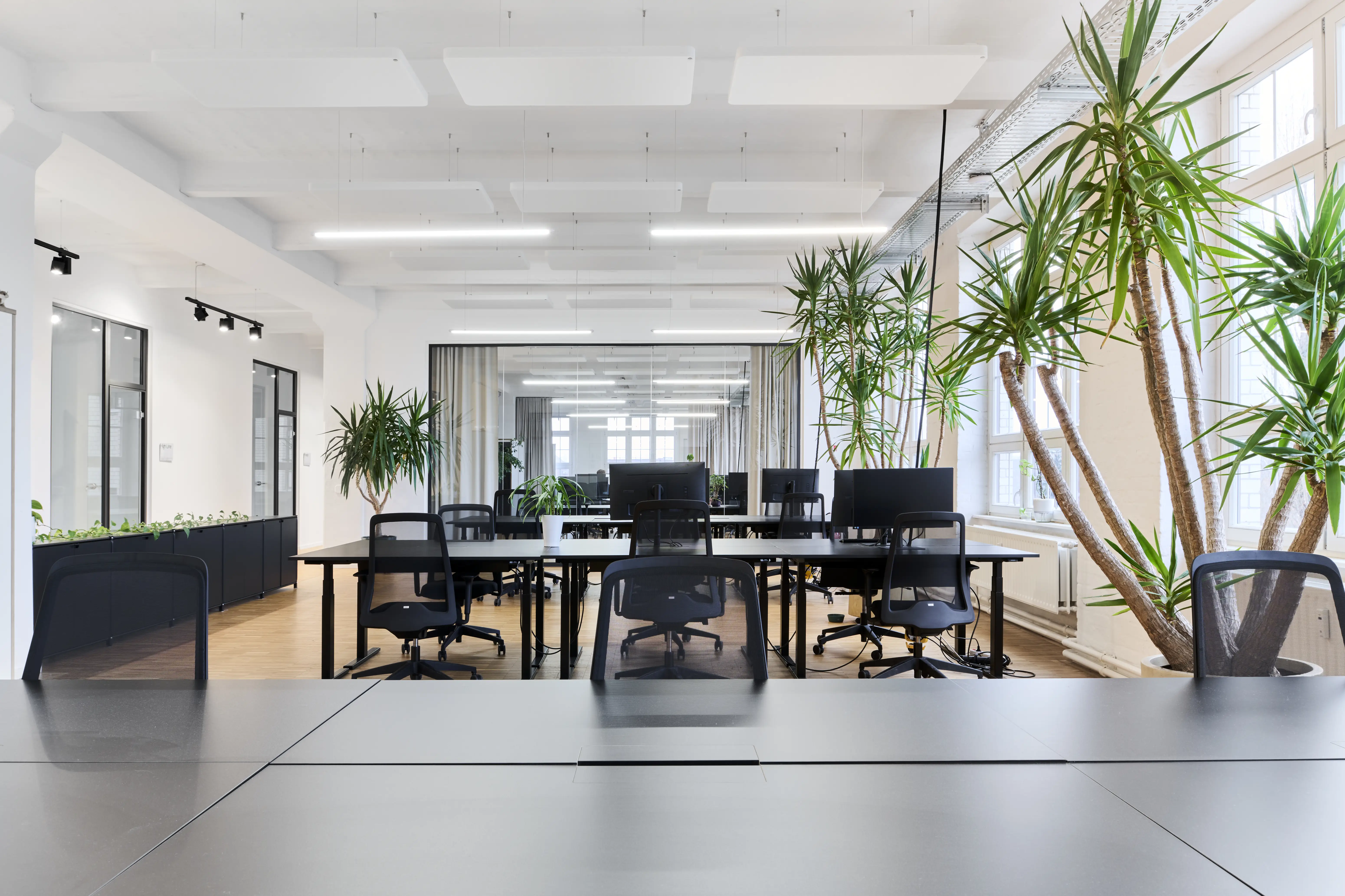 Open-plan office at PLAN A with black desks and office chairs, large yucca plants, a planted sideboard, glass partitions and white acoustic ceiling panels.