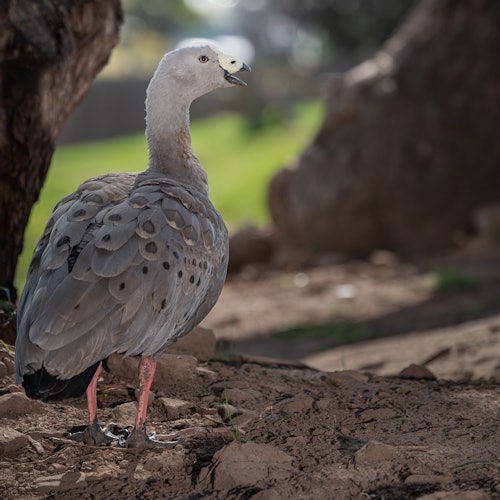 A grey bird with patterned feathers and pink legs stands on the ground near a tree, with greenery and blurred background.
