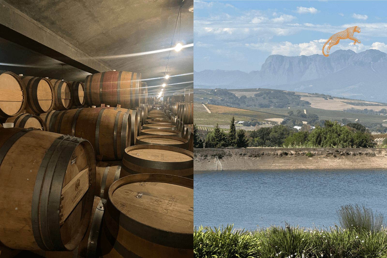 assemblage d'image, a gauche des tonneaux de vin dans une cave, a droite photo de paysage dans le vignoble du cap, avec un lac et montagne a l'arrière plan