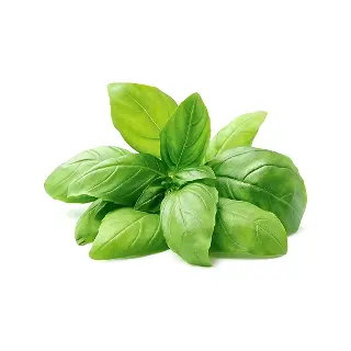 Basil