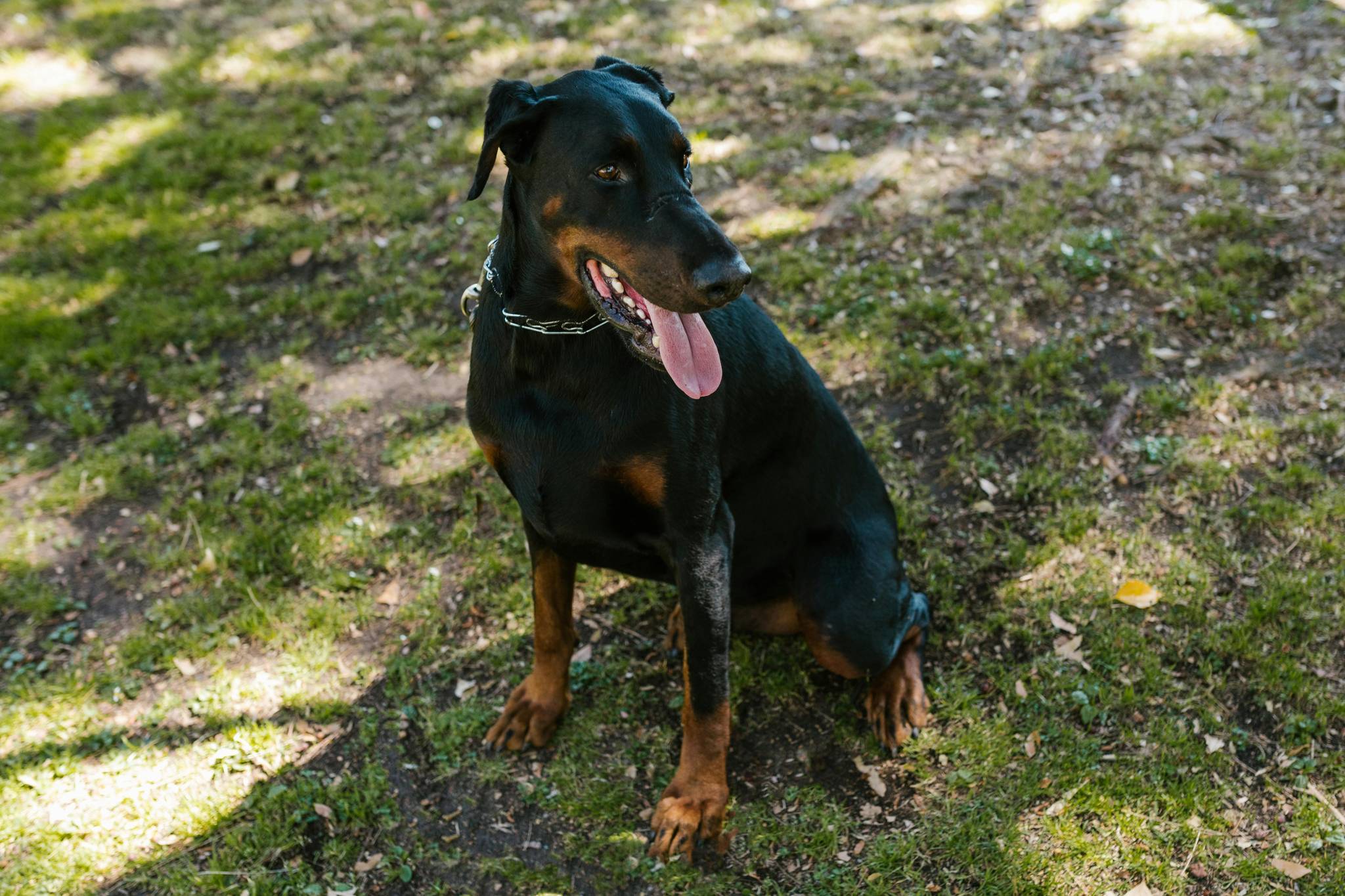 Doberman Grooming Guide