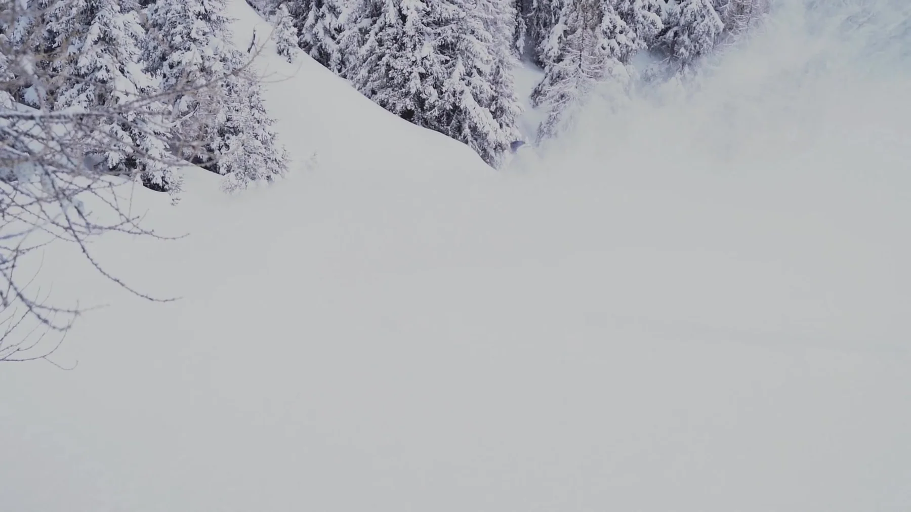 Snow-laden larch trees on a mountain ridge above a skier disappearing into a powder cloud