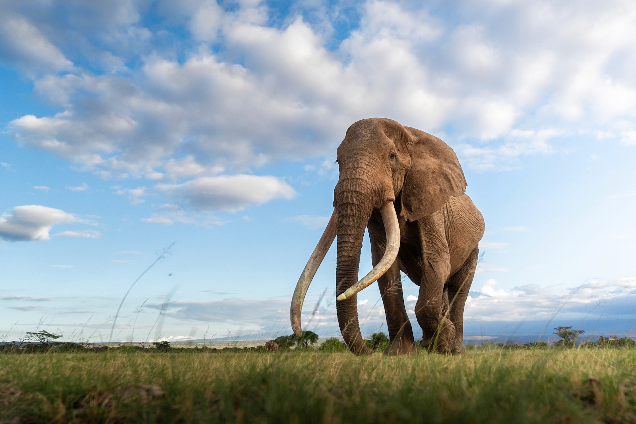 Amboseli elephants beneath Kilimanjaro