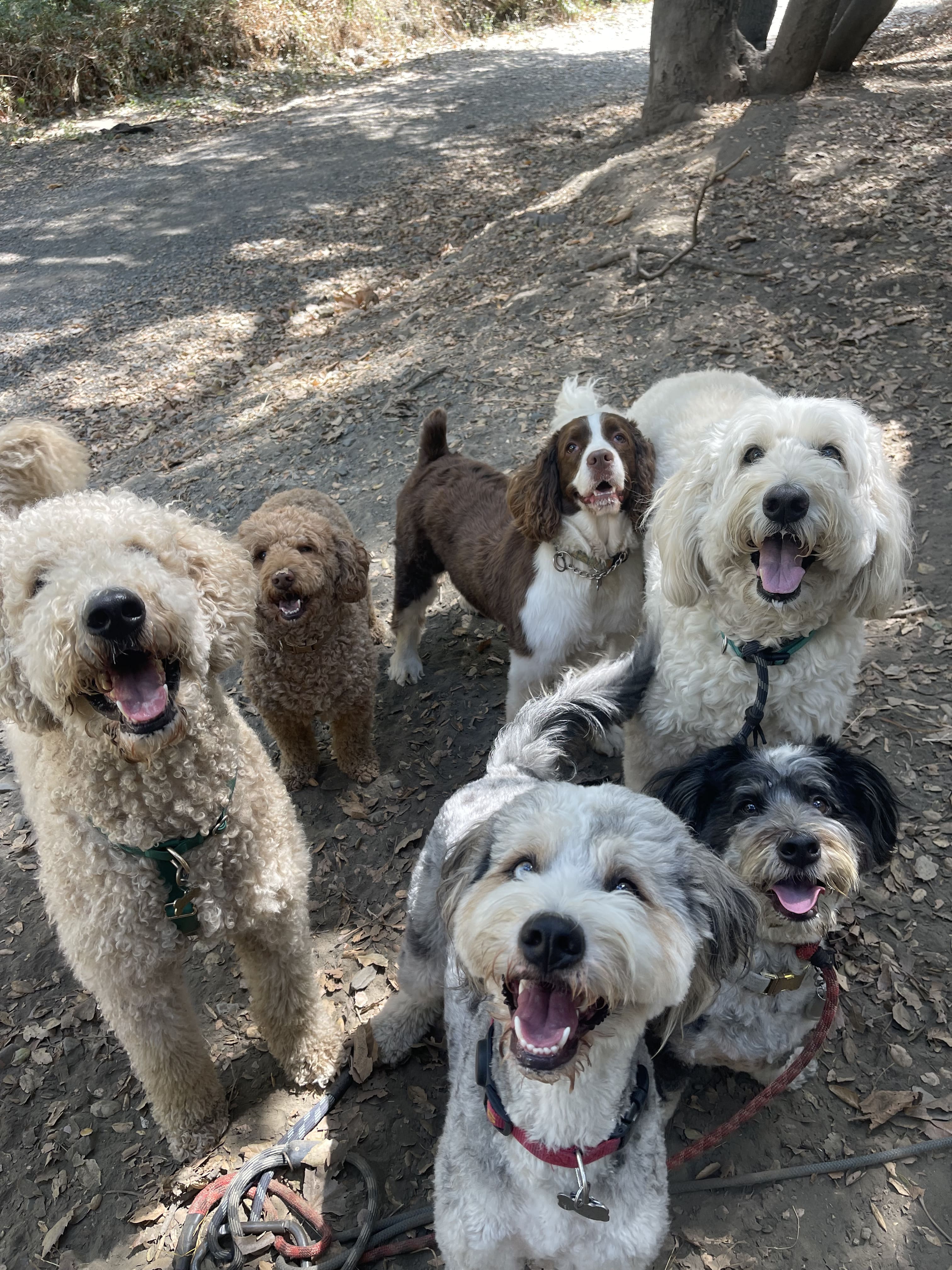 Six happy doodles looking up on a shaded dirt trail