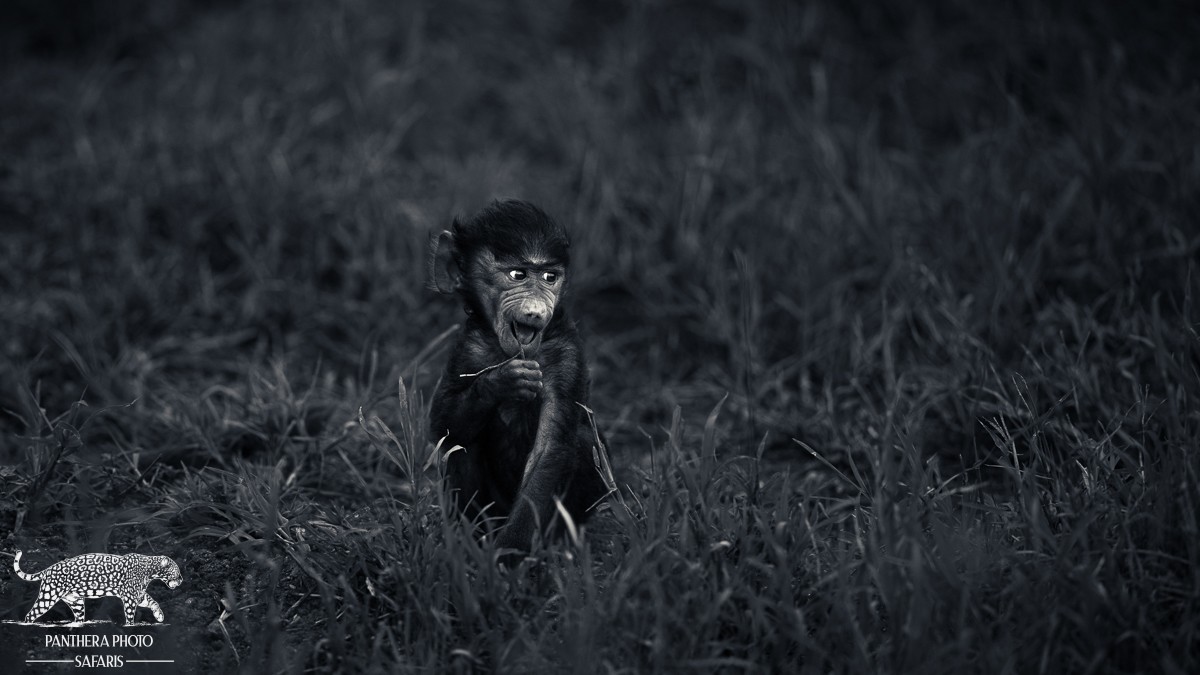 Central Serengeti 2023 Trip Report