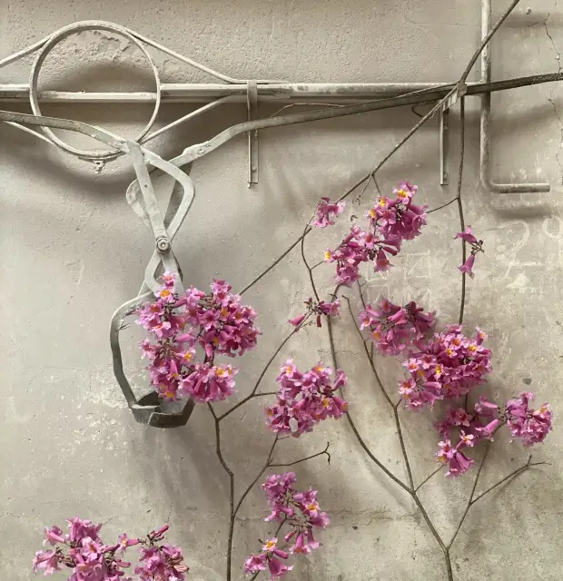 Composición floral con ramas de orquídeas fucsias sobre pared industrial para proyecto artístico botánico, creando contraste entre naturaleza y estructura.