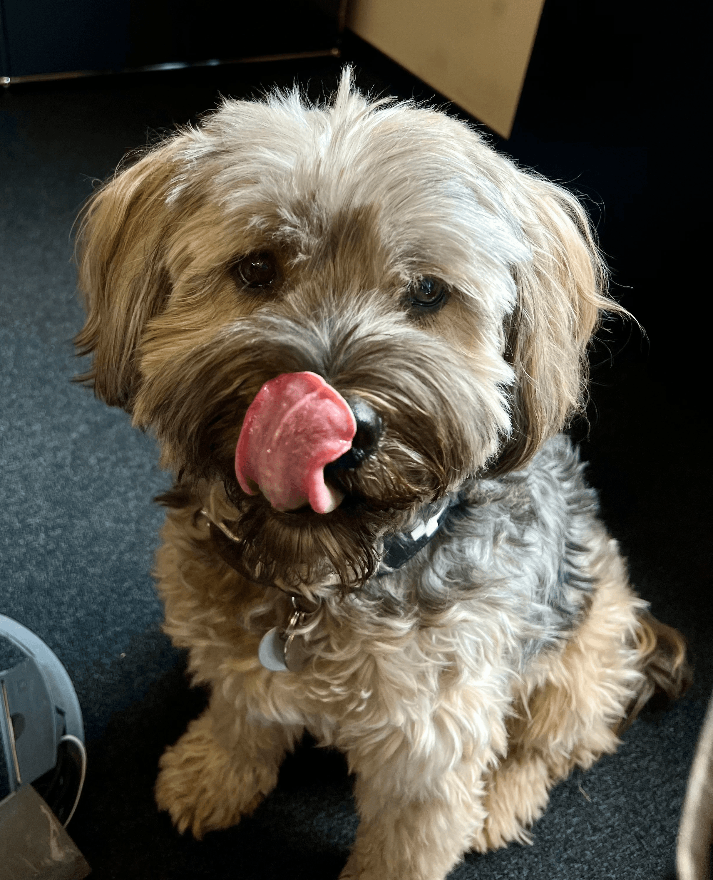 Photo de Fiete, le meilleur chien de bureau de tous les temps