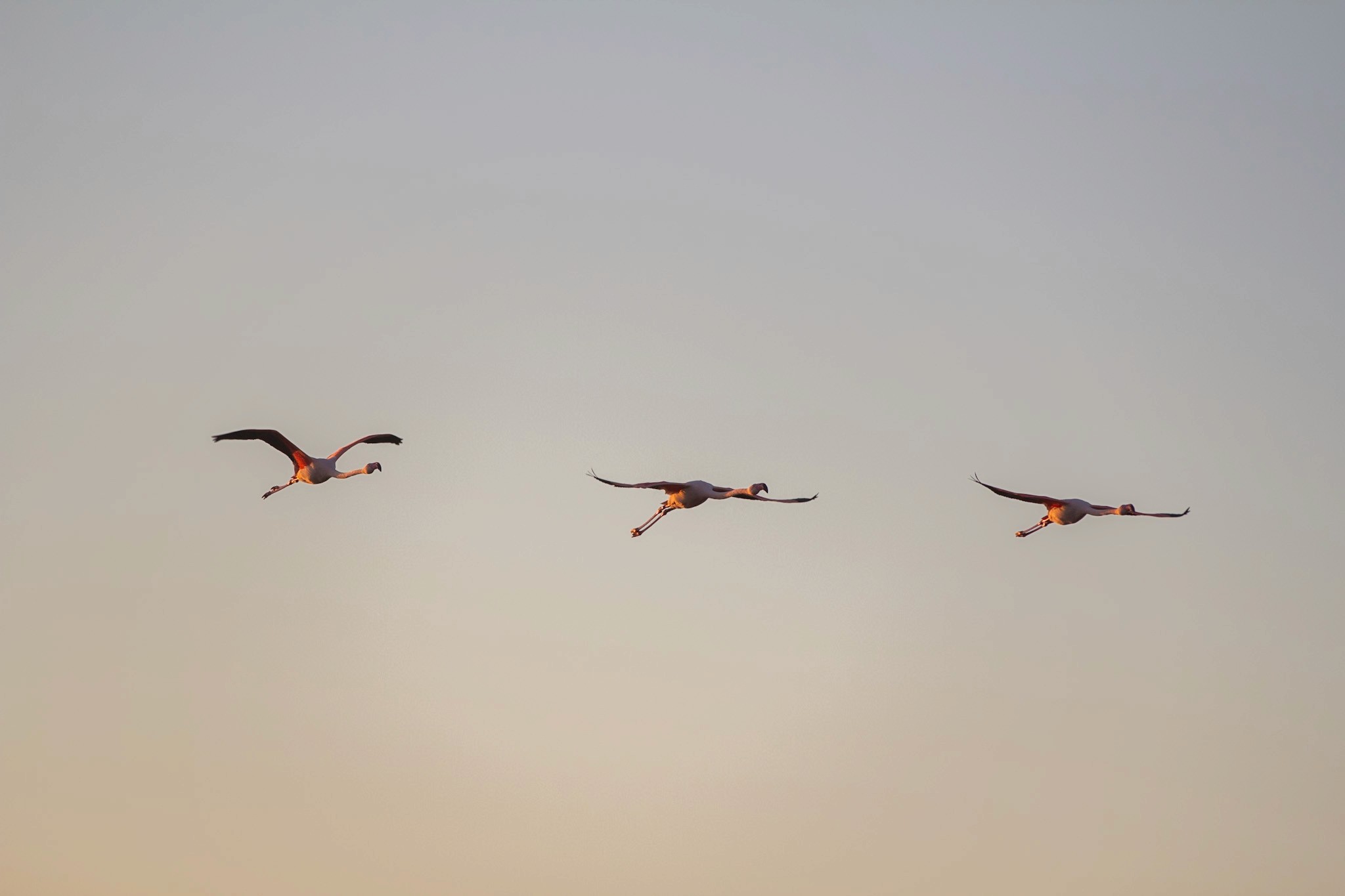 3 flamant rose qui volent en camargue