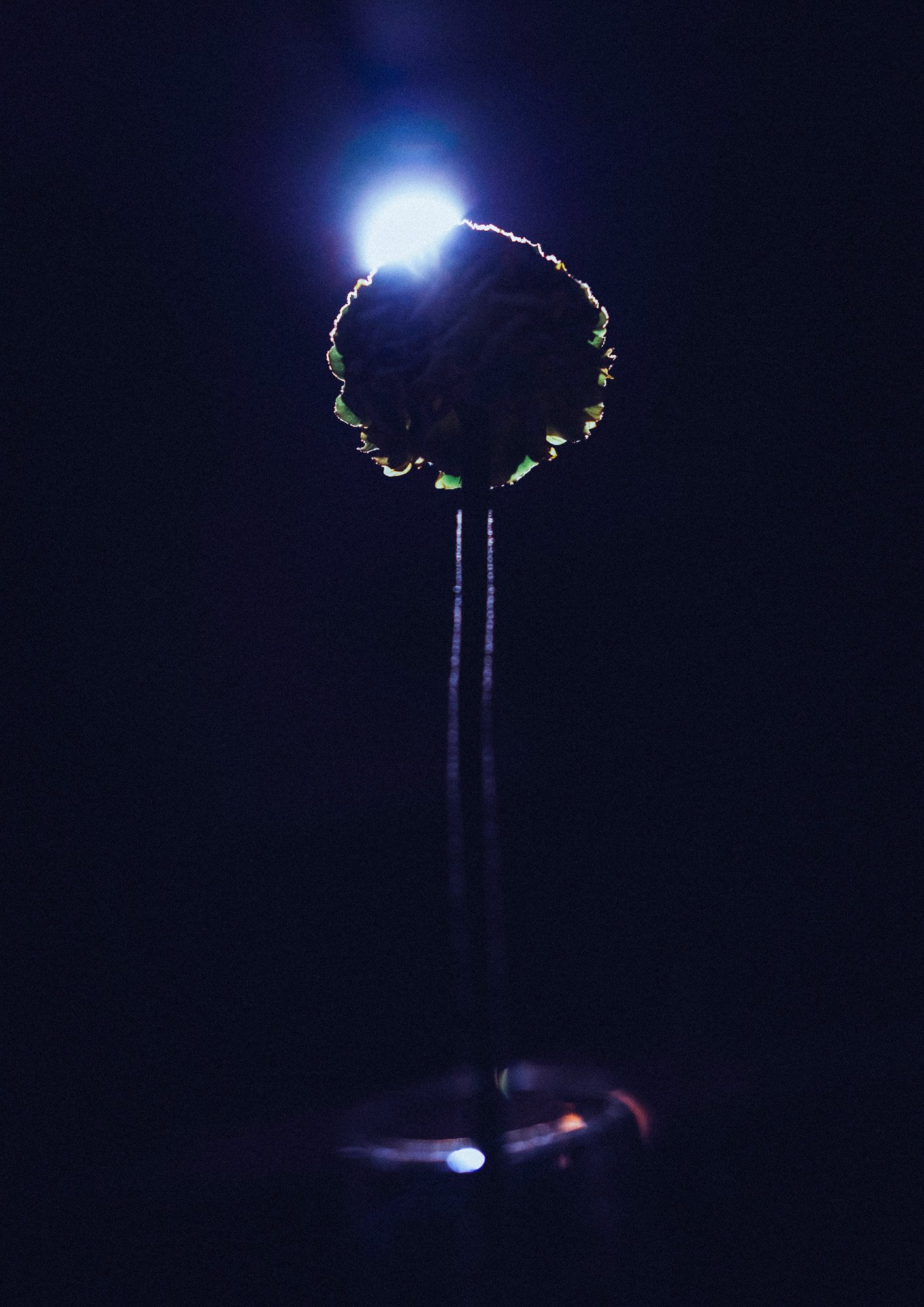 Taisei Matsumoto, 2022 exhibition work 001