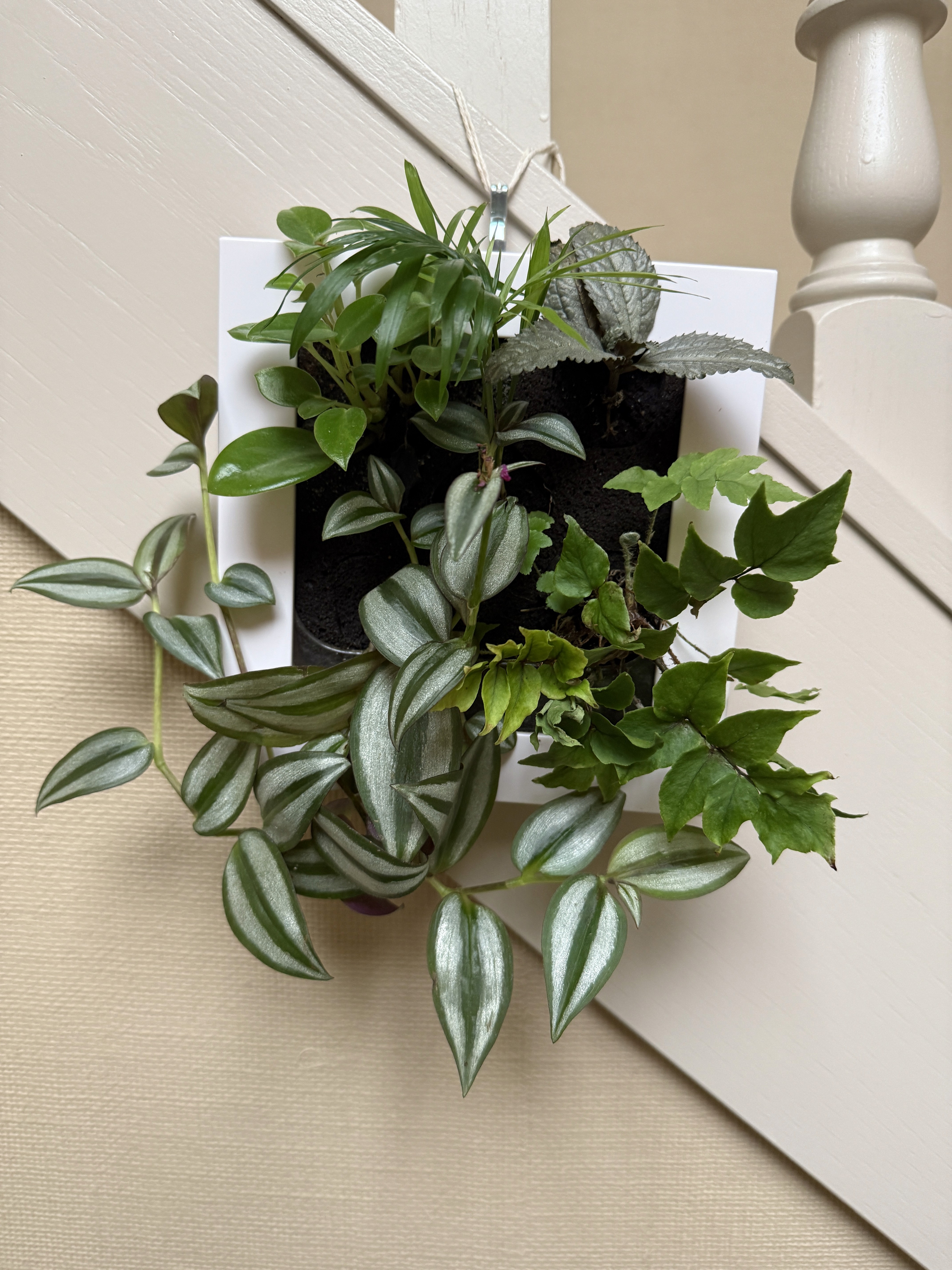 Midorie Canada wall hanging plant frames for homes easy care self watering clean using PAFCAL soil-less soil free soil less biophilic plant frames design forward Japan