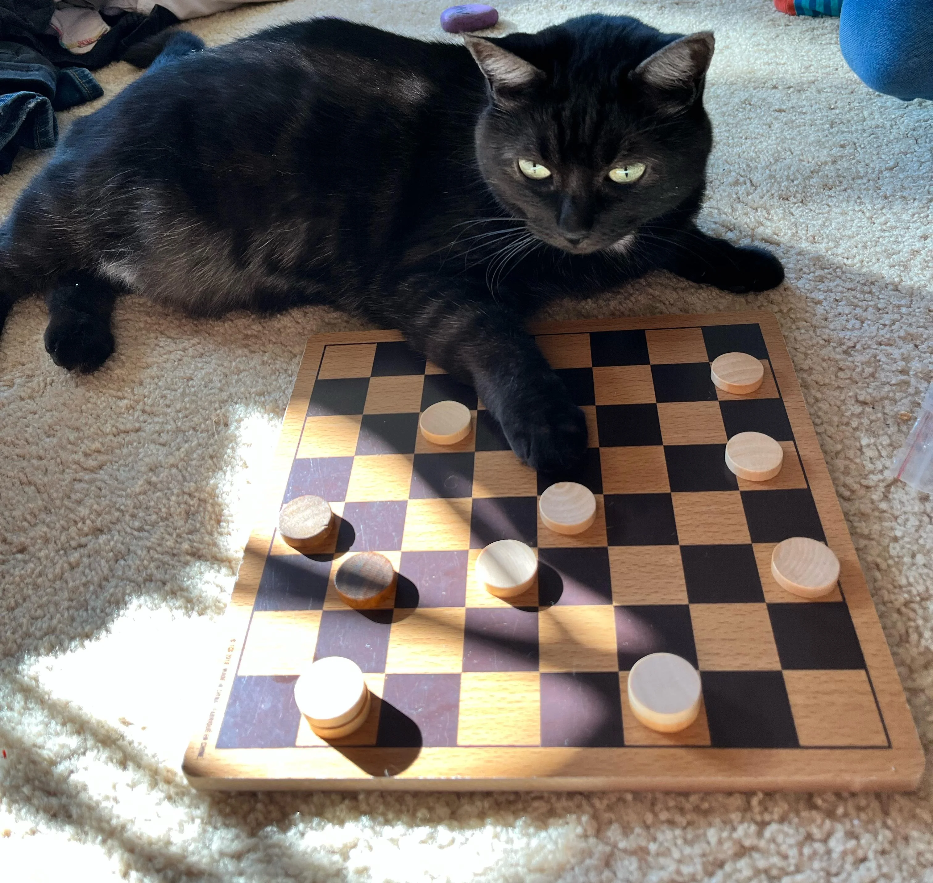 Gato jugando al interior de la casa