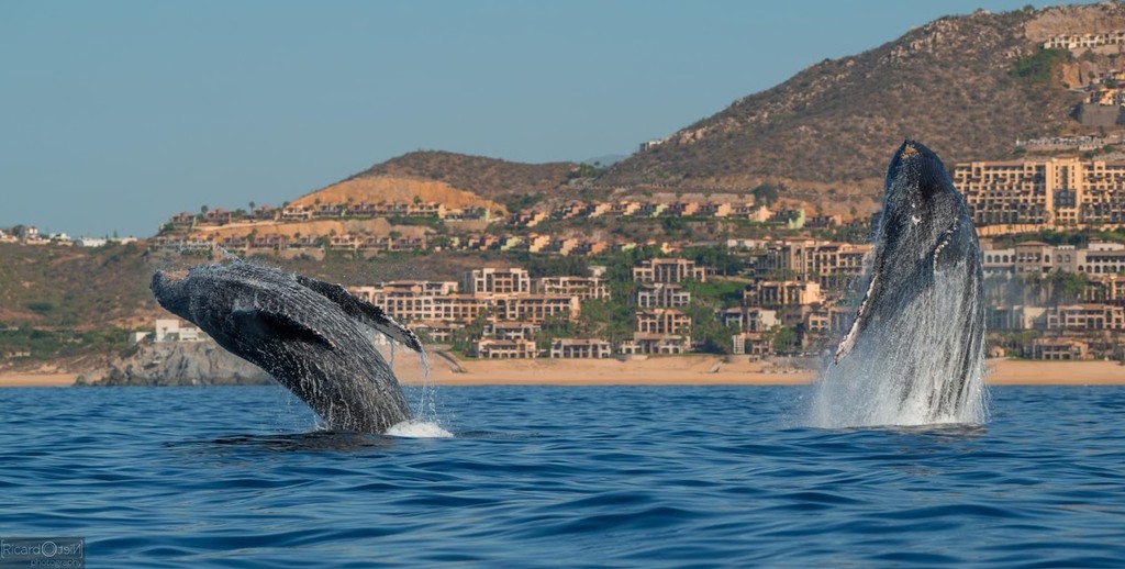 A man stading with Surfboard
