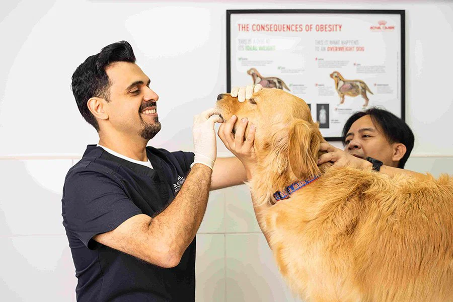 A veterinarian is checking a dog's teeth and gums inside the vet clinic.