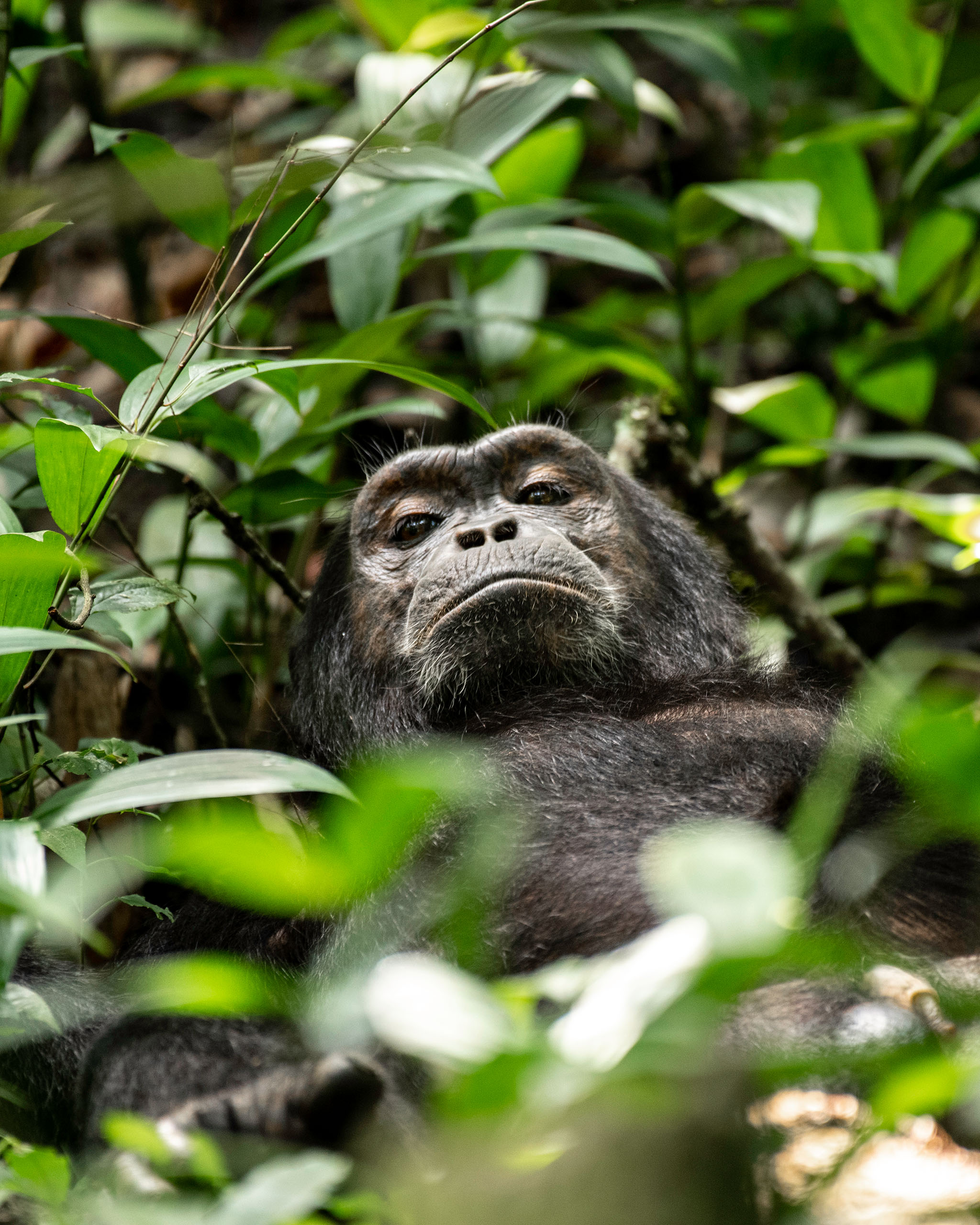 A chimpanzee locks eyes with my lens in Kibale.