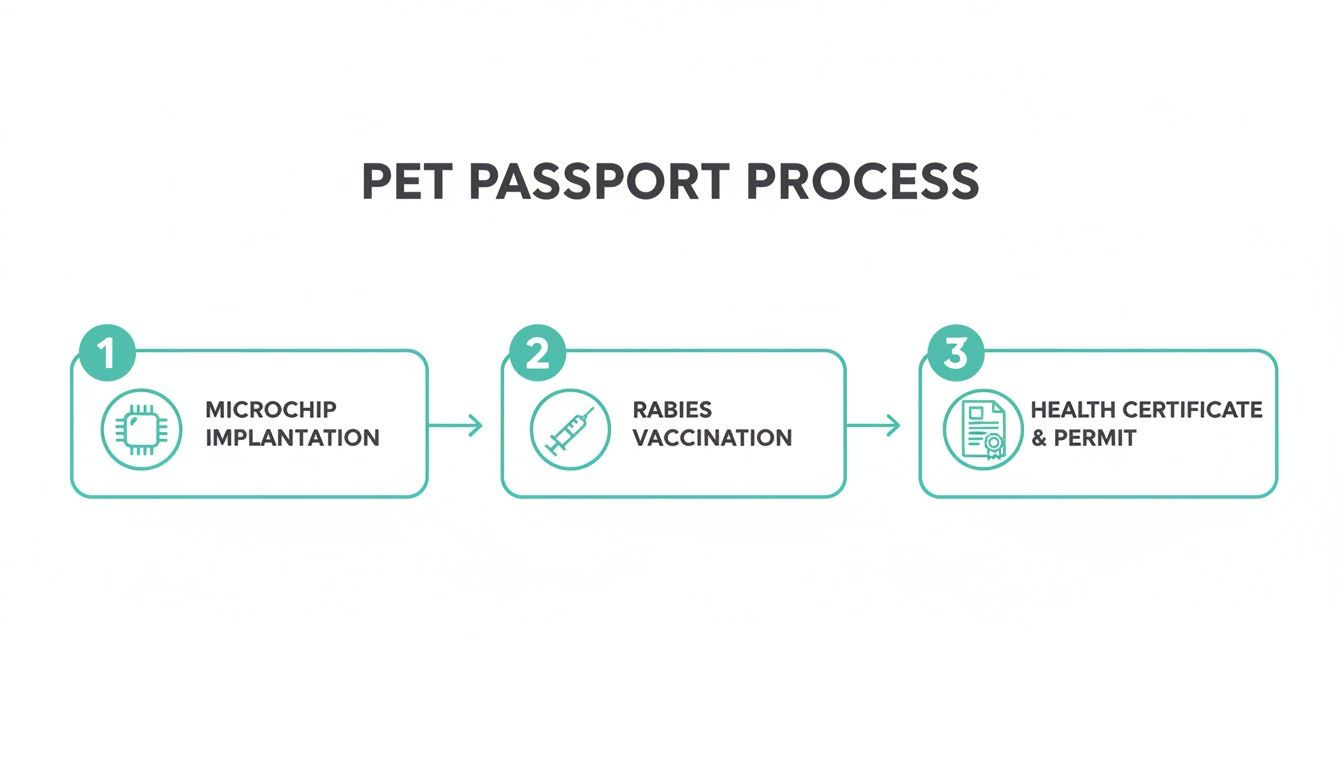 Flowchart outlining the three-step pet passport process: microchip implantation, rabies vaccination, and health certificate.