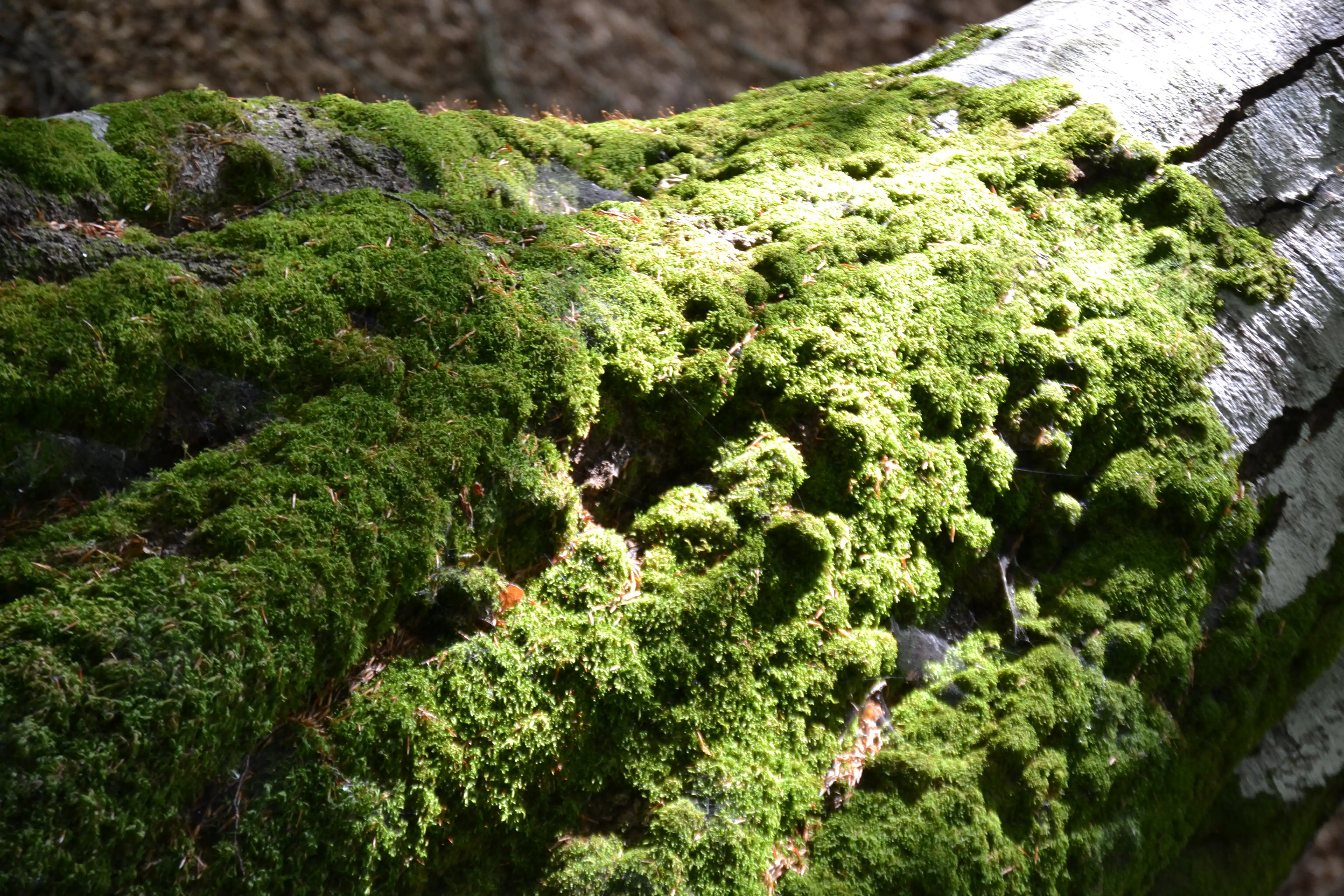 Dettaglio di muschio su tronco d’albero, elemento naturale per attività di outdoor education e studio del regno vegetale nelle scuole