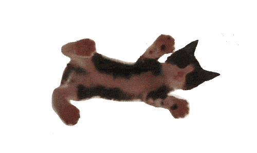 cat STICKER